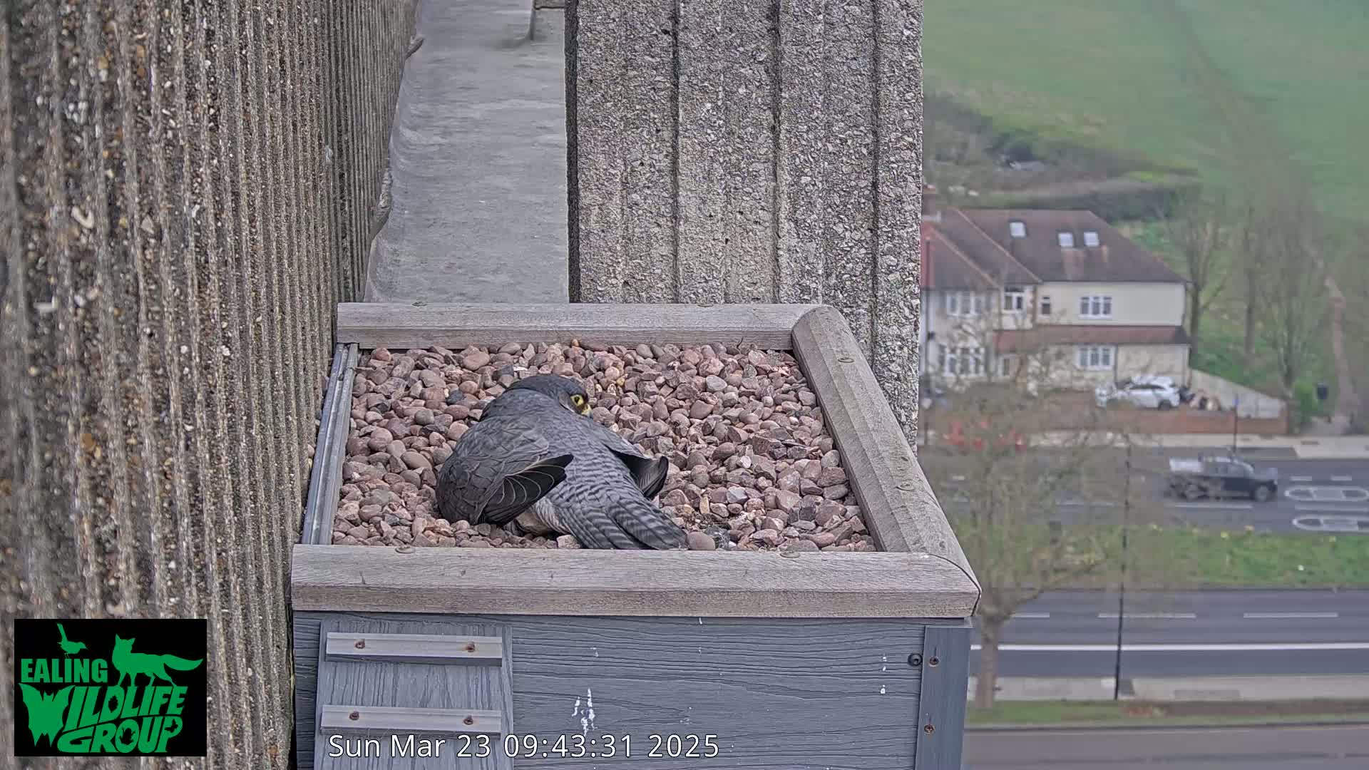 A peregrine falcon sits on a bed of gravel in a rooftop box, overlooking a street and houses on an overcast day.