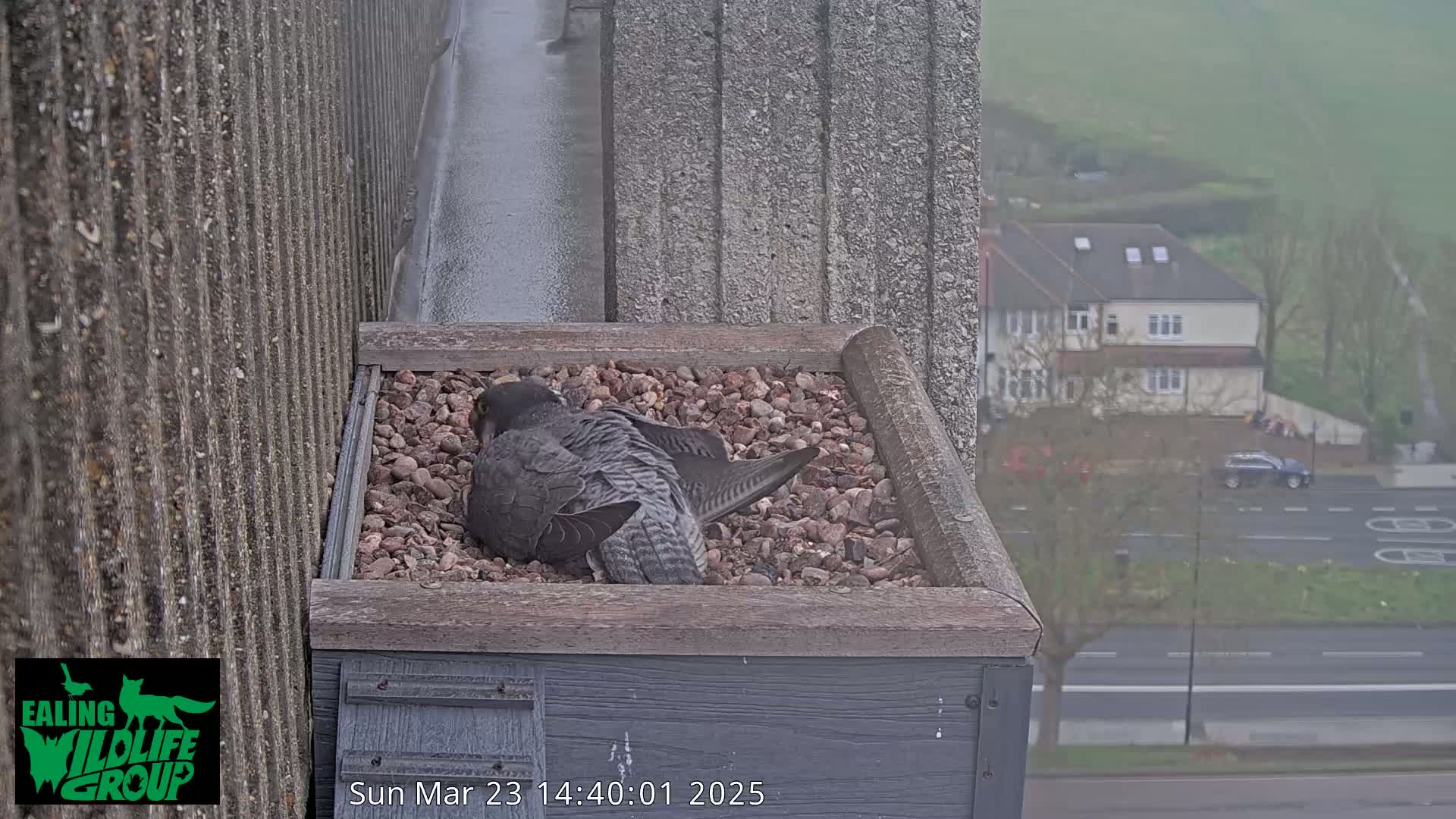 A peregrine falcon rests in a gravel-filled nest box on a building overlooking a misty street.