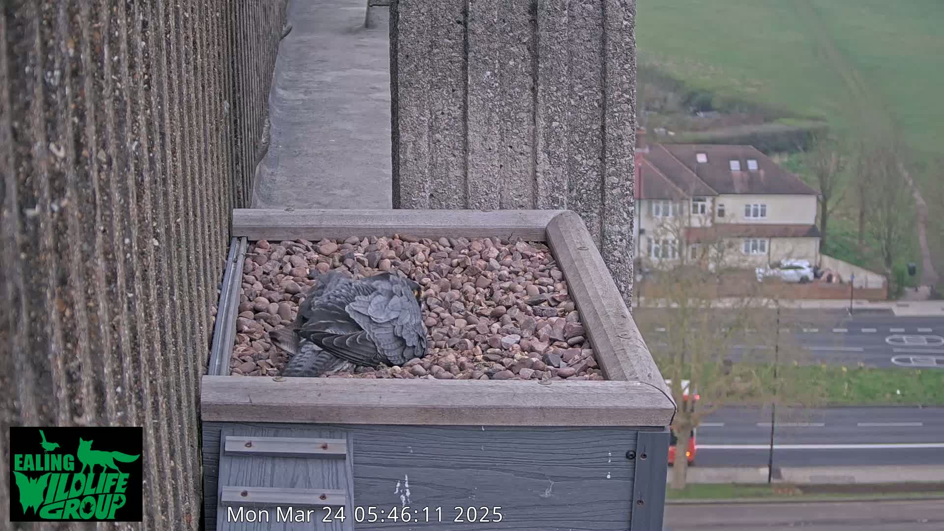 A dark-colored bird sits nestled in a bed of small rocks within a gray planter box situated on a building's rooftop, overlooking a street and houses on an overcast day.