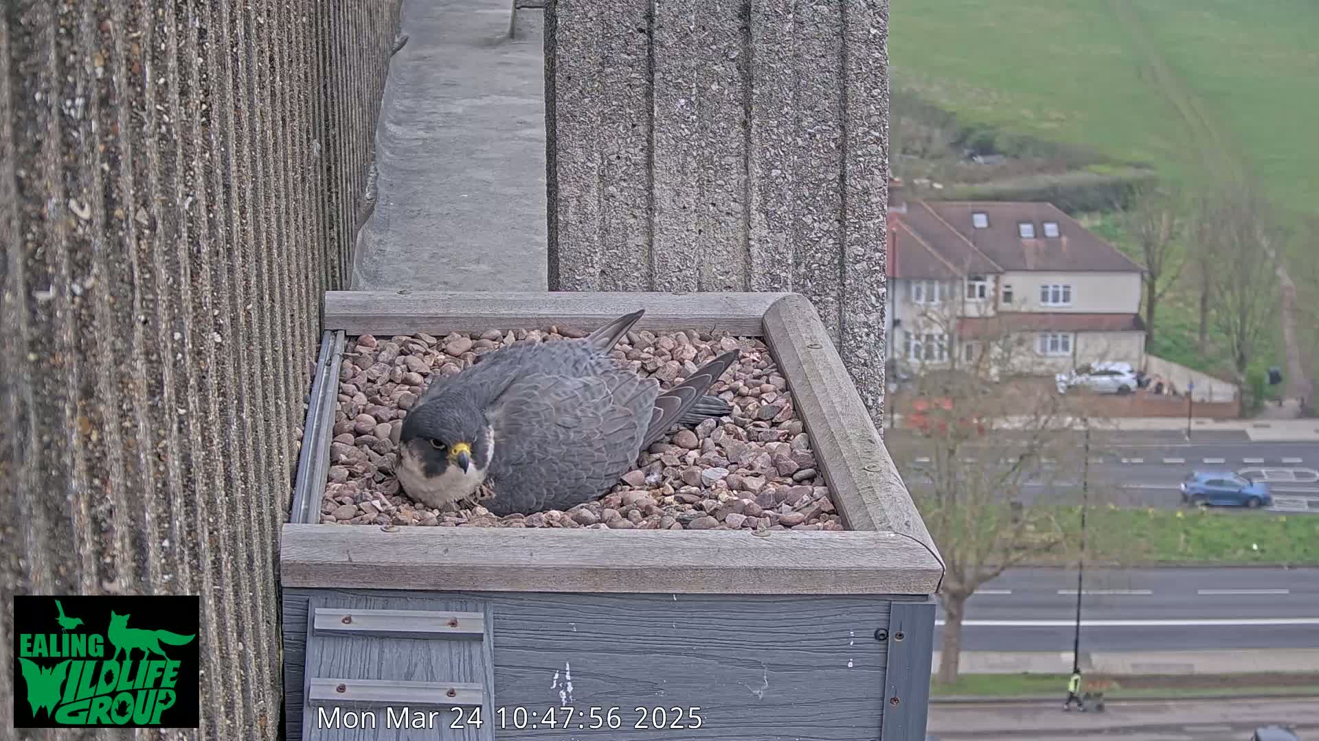 A peregrine falcon rests in a nest box on a building overlooking a street and residential area on an overcast day.