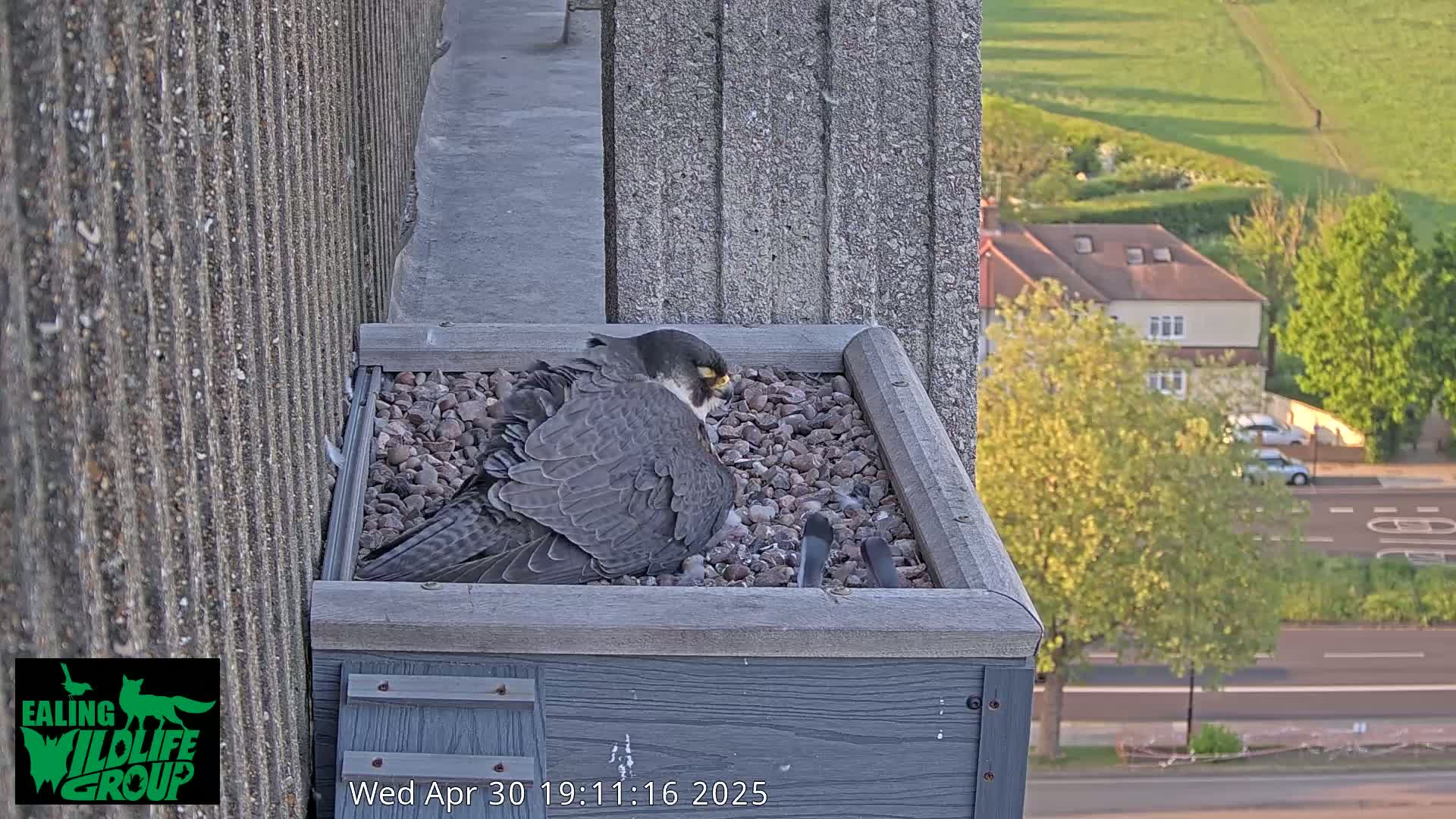 A peregrine falcon sits on a bed of gravel in a nesting box on a building overlooking a street and suburban houses in the evening.