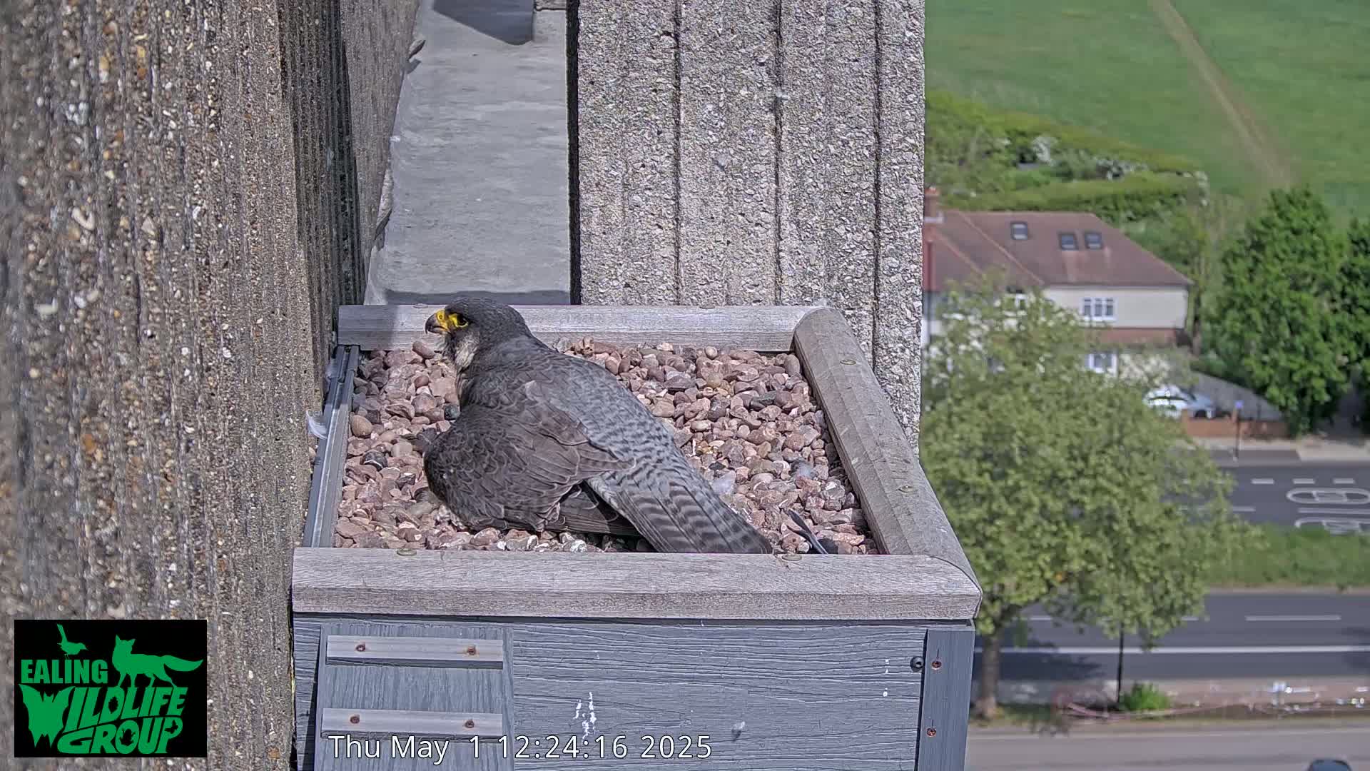 A peregrine falcon sits in a nest box on a building overlooking a sunny street.