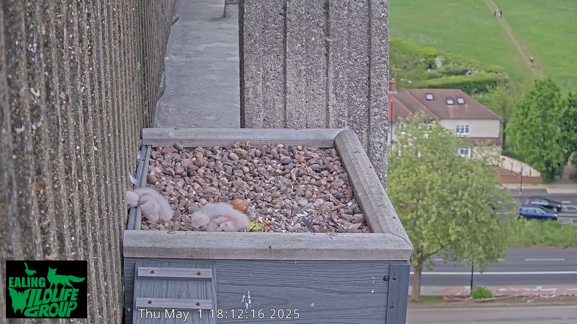 Three baby birds huddle together in a gravel-filled box on a building's ledge overlooking a street and green hillside.