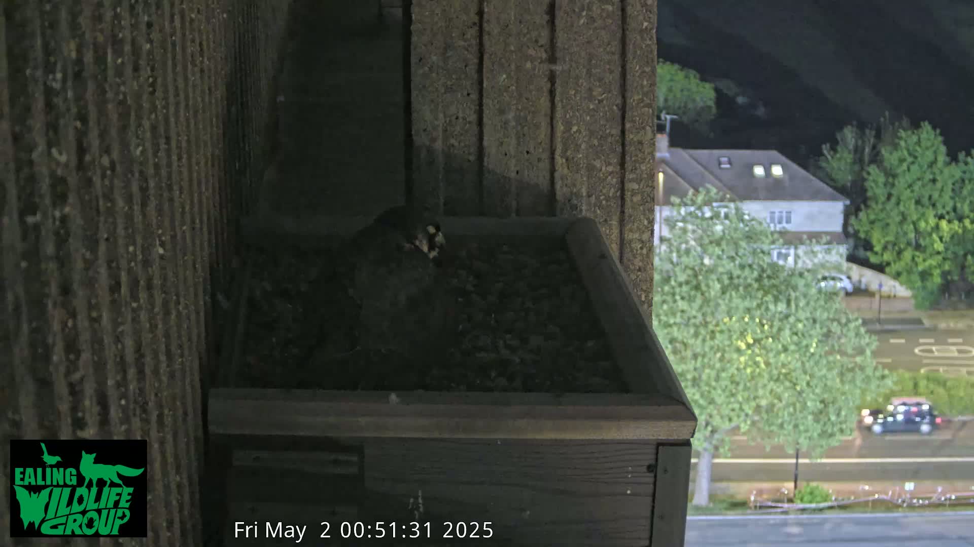 A dark bird sits in a wooden box filled with gravel at night, overlooking a street with cars and trees.