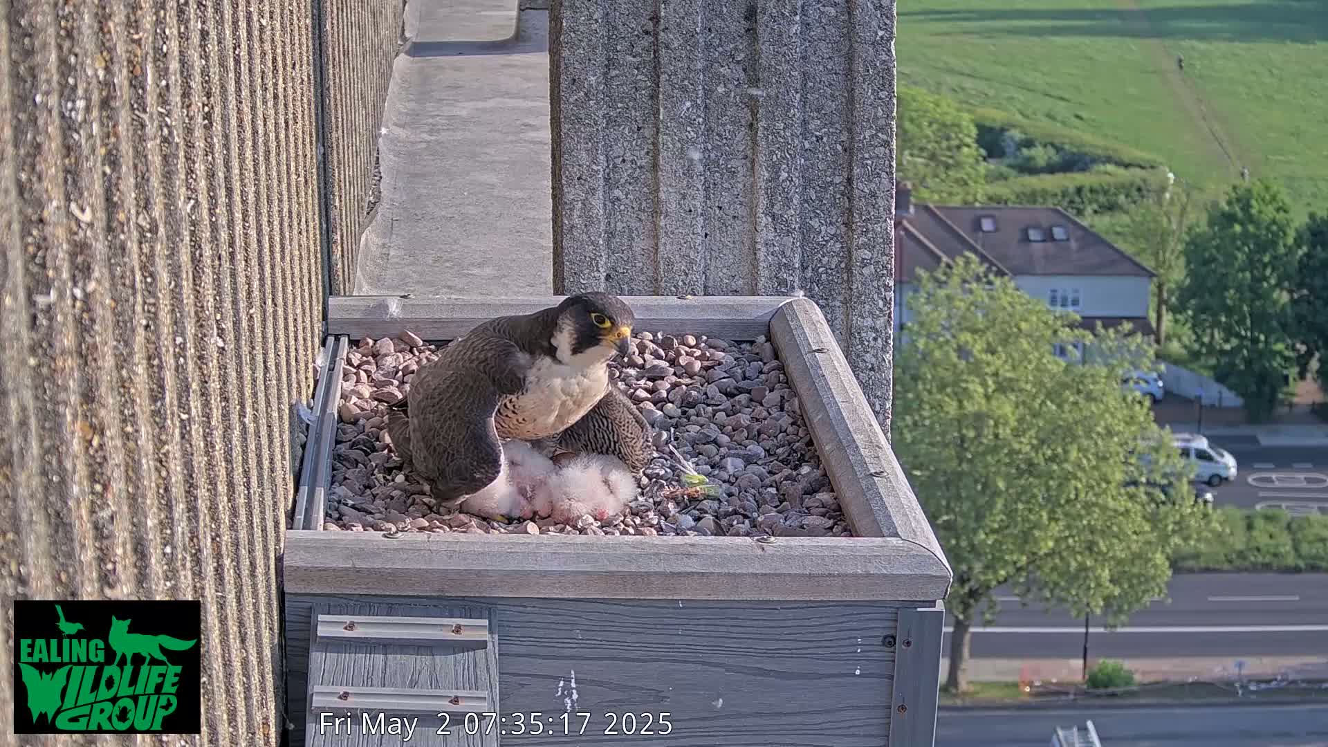 A peregrine falcon sits on a bed of gravel in a rooftop box, brooding over several small chicks, with a sunny day and distant suburban views visible in the background.
