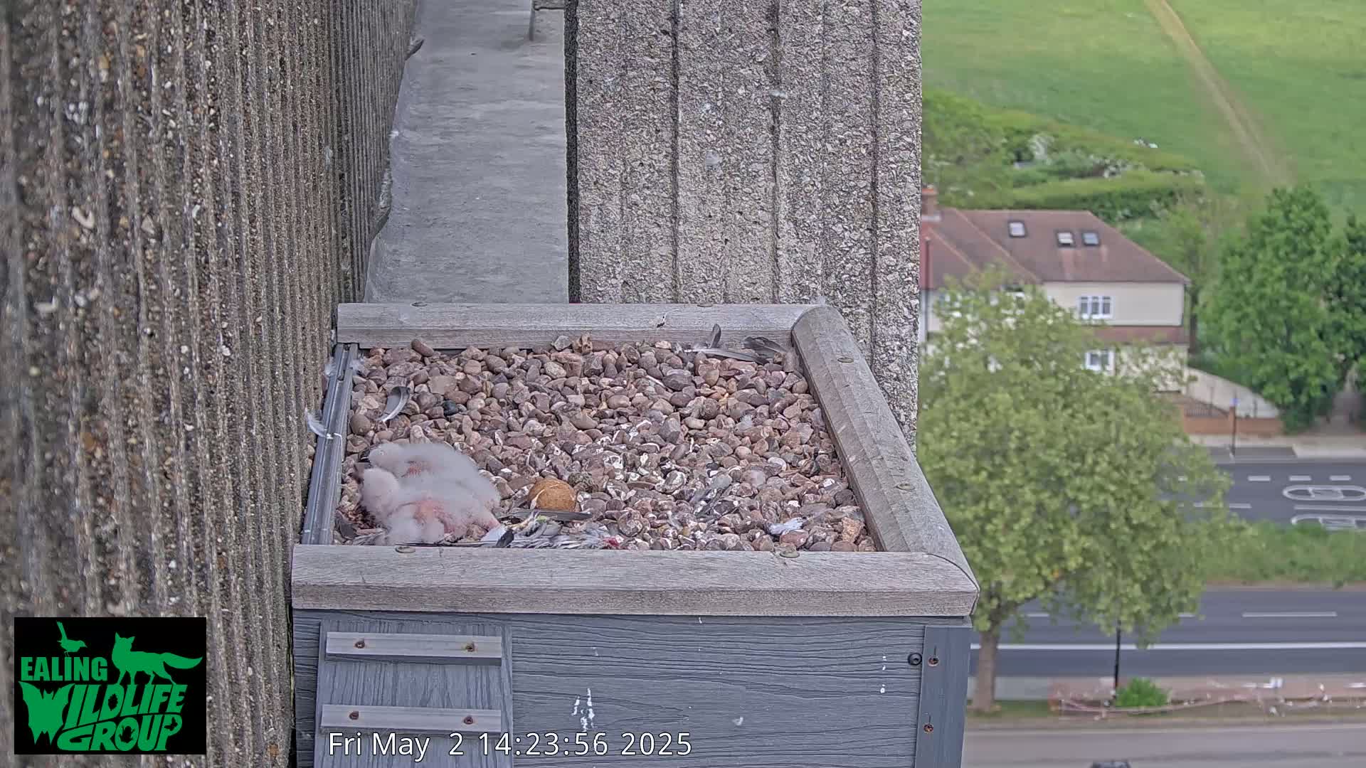 Three small birds rest in a gravel-filled box on a building's ledge, overlooking a street and green hills in daylight.
