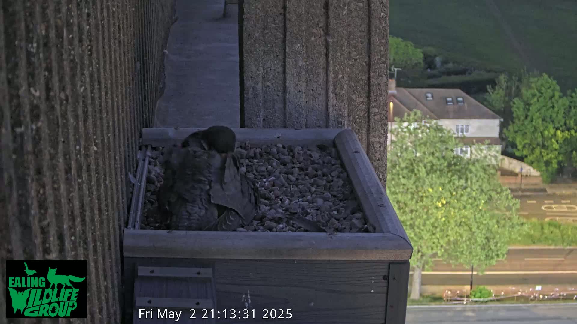 A dark-colored bird sits nestled in a square, dark gray planter box filled with dark gravel, on a building's ledge overlooking a street at dusk.