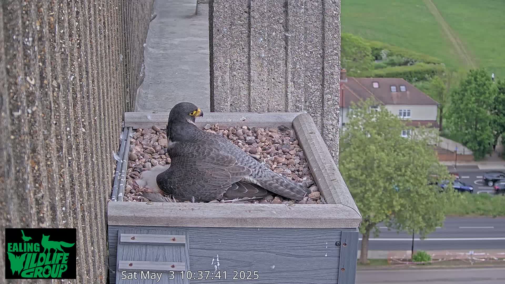 A peregrine falcon sits on a nest of small stones in a box affixed to a building overlooking a street and houses on a partly cloudy day.