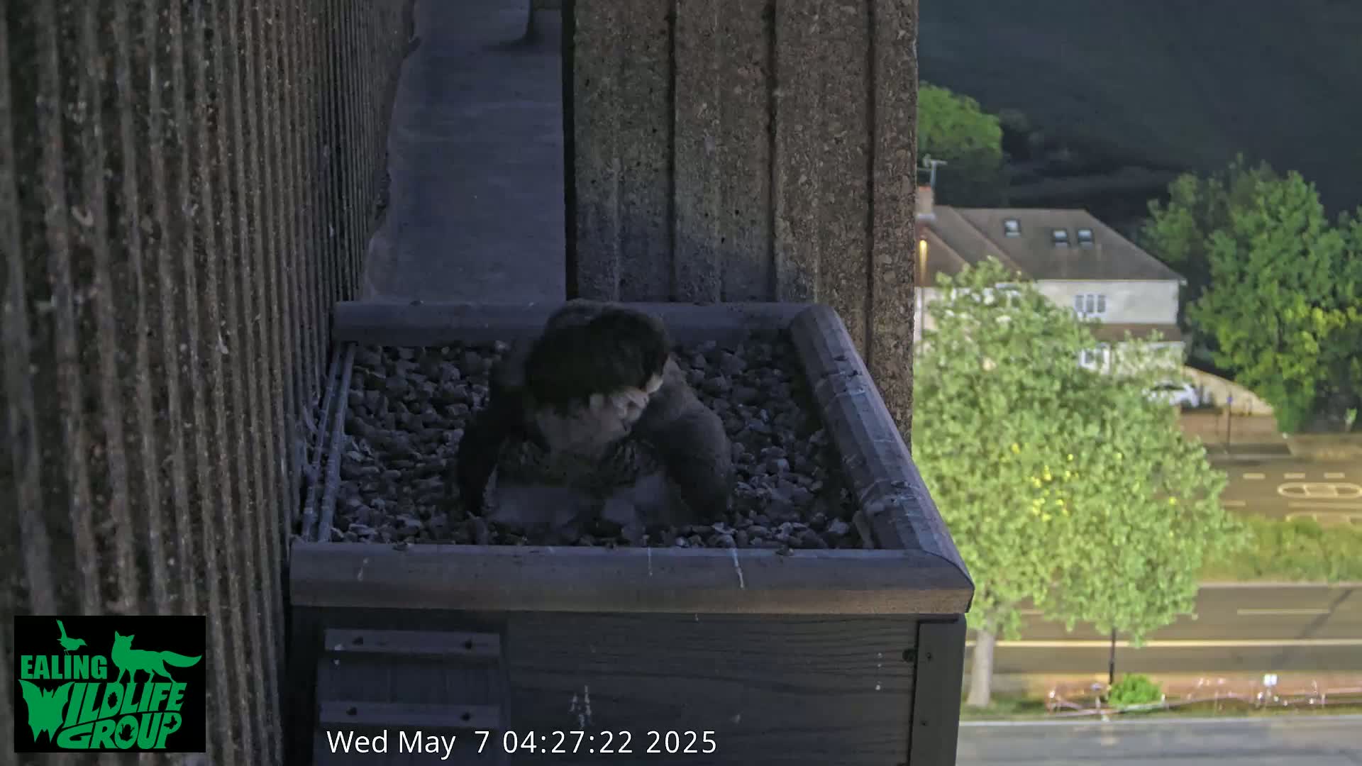 A dark-colored bird sits in a square planter box filled with dark gravel on a balcony overlooking a wet street at night.