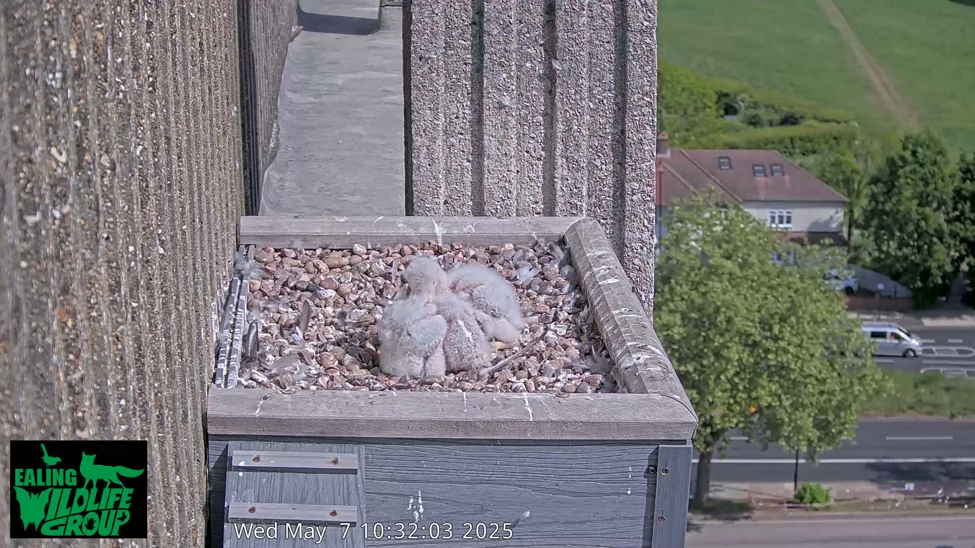 Several fluffy gray birds huddle together in a nest atop a gray building on a sunny day.