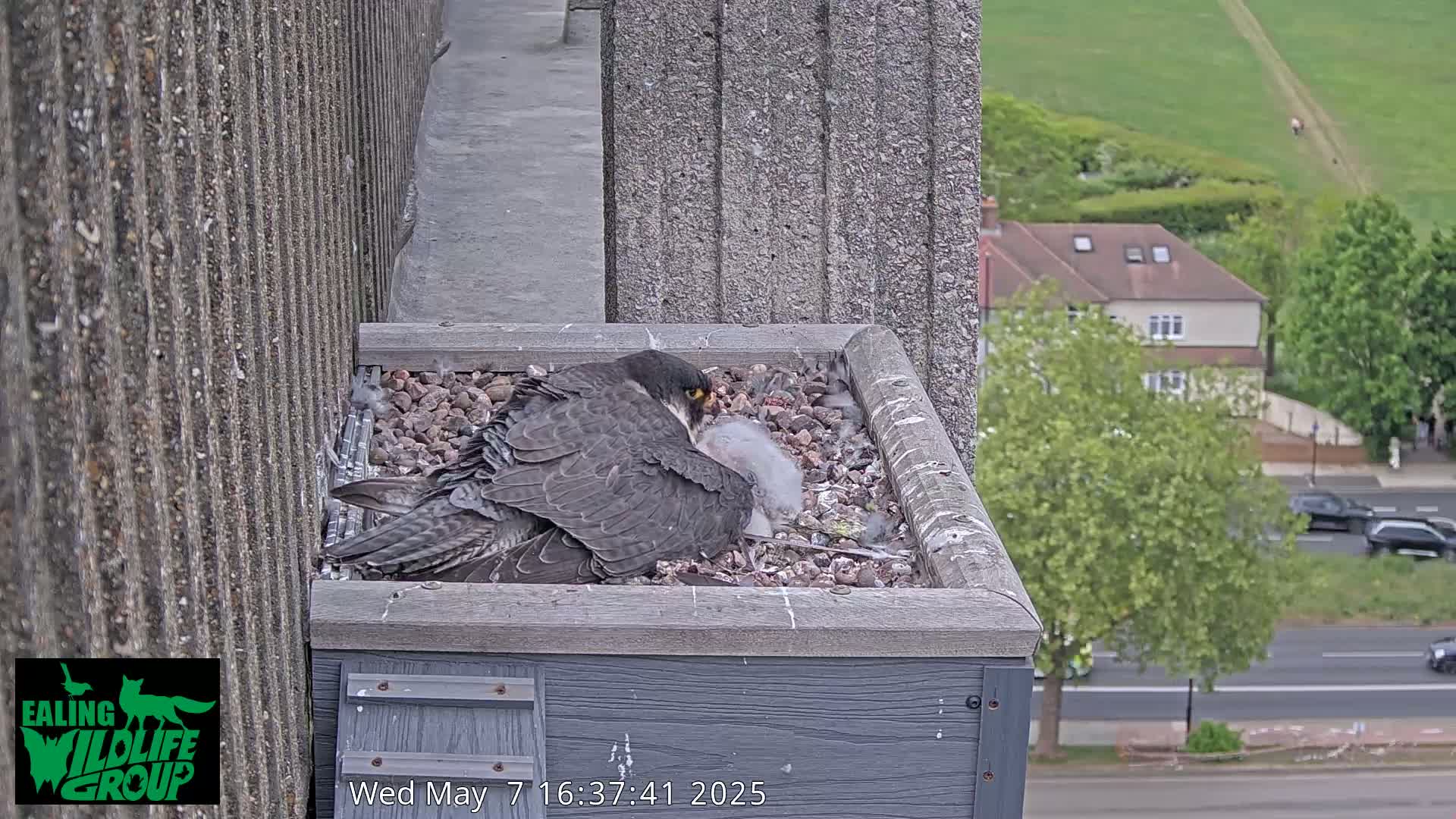 A peregrine falcon sits in a nest box on a building overlooking a street and green hillside on a partly sunny day.