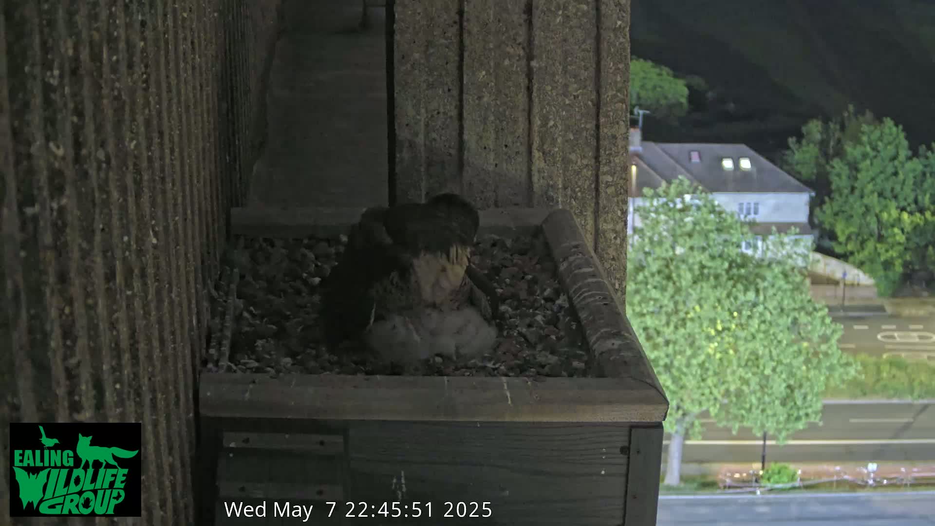 A bird sits in a nest box at night, mounted on a building overlooking a street with trees and houses.