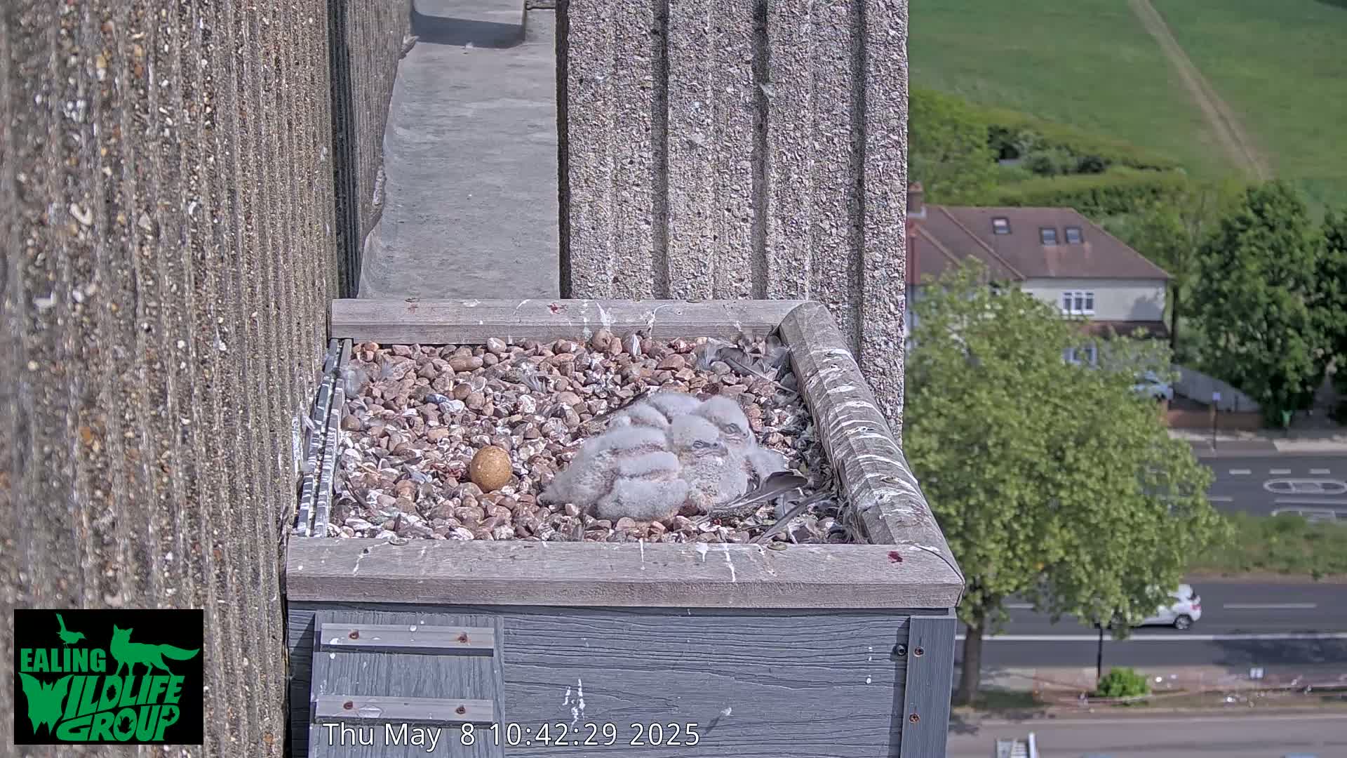 A group of fluffy gray falcon chicks huddle together in a nest atop a building overlooking a sunny city street.