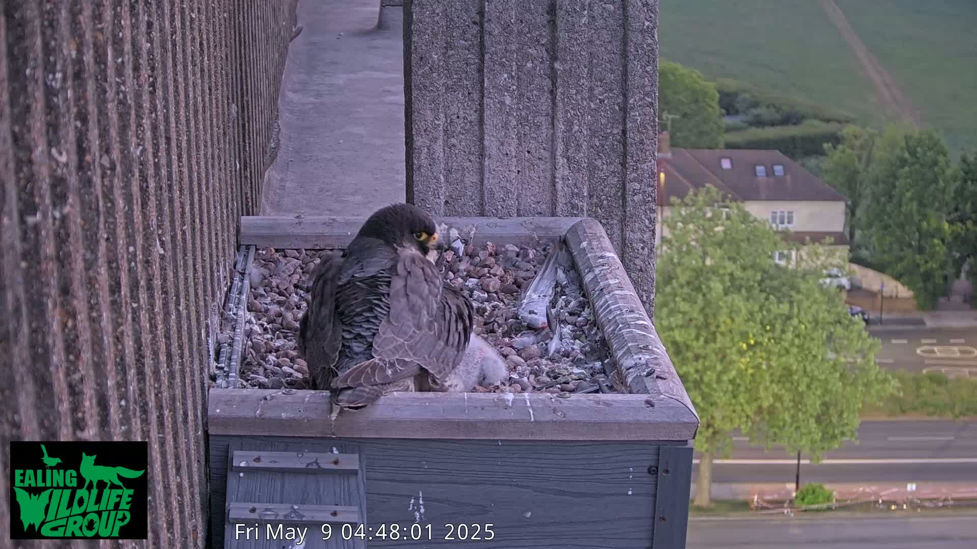 A peregrine falcon sits on a nest containing at least one chick, situated on a building's ledge overlooking a residential street on an overcast day.