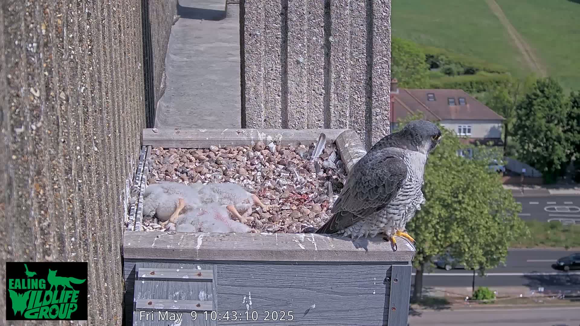 A peregrine falcon perches on the edge of a nest box containing several falcon chicks on a sunny day, overlooking a roadway and suburban houses.