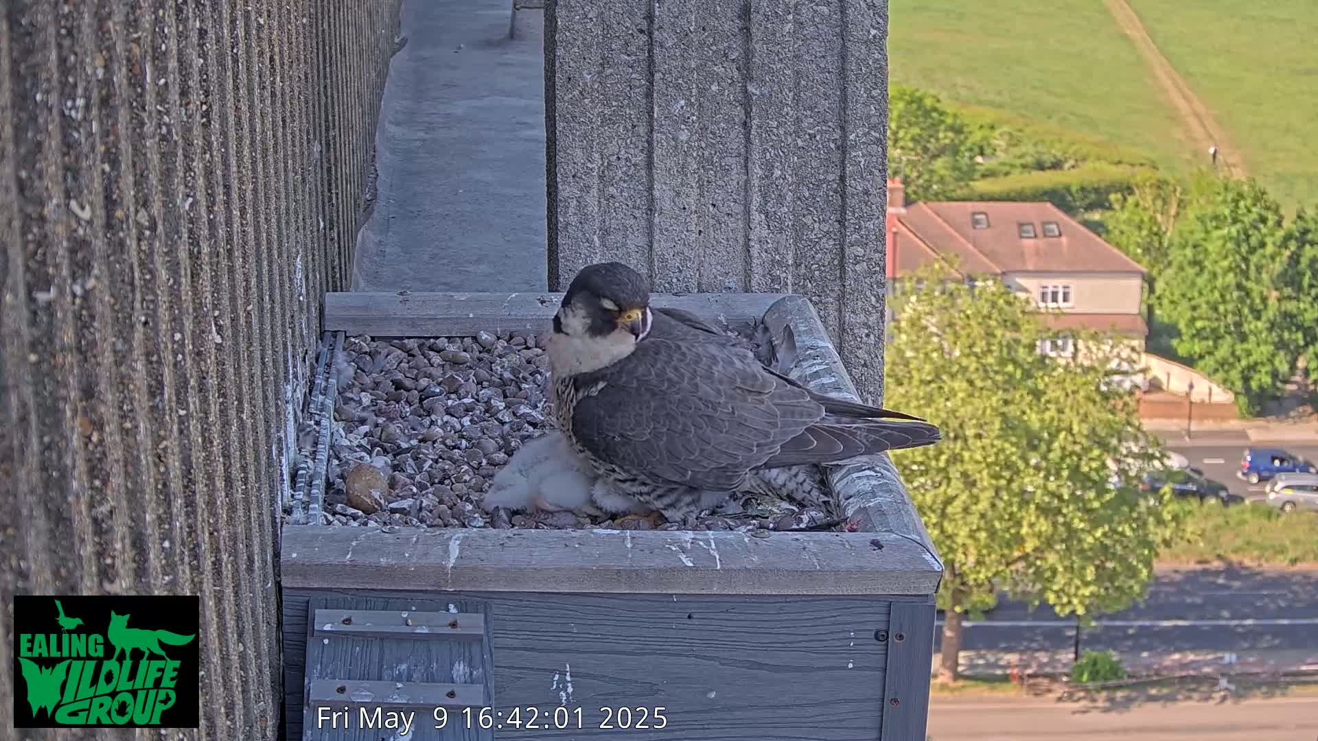 A peregrine falcon sits atop a nest of small stones, brooding over its young, on a building overlooking a street and residential area on a sunny day.