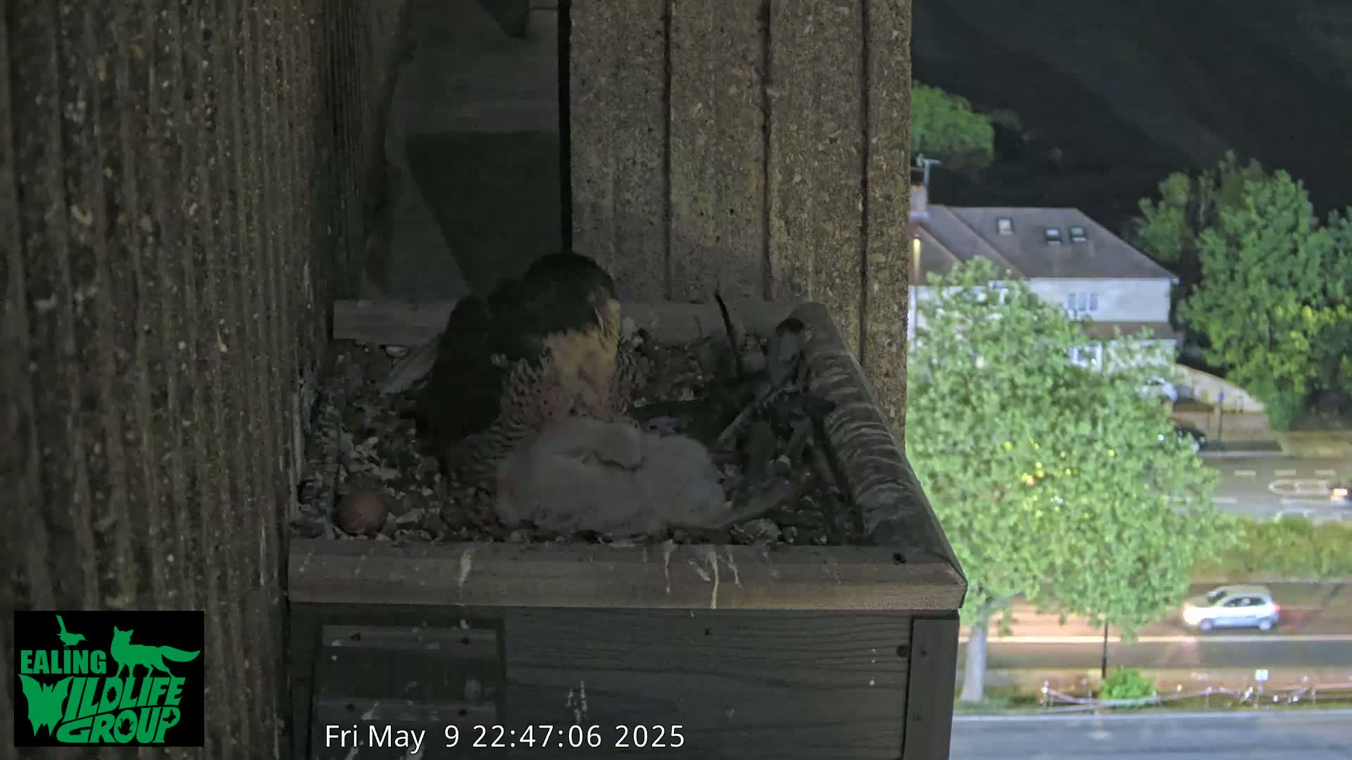 A peregrine falcon sits on a nest at night, brooding over its young, which are nestled amongst debris in a wooden box mounted on a building overlooking a city street.