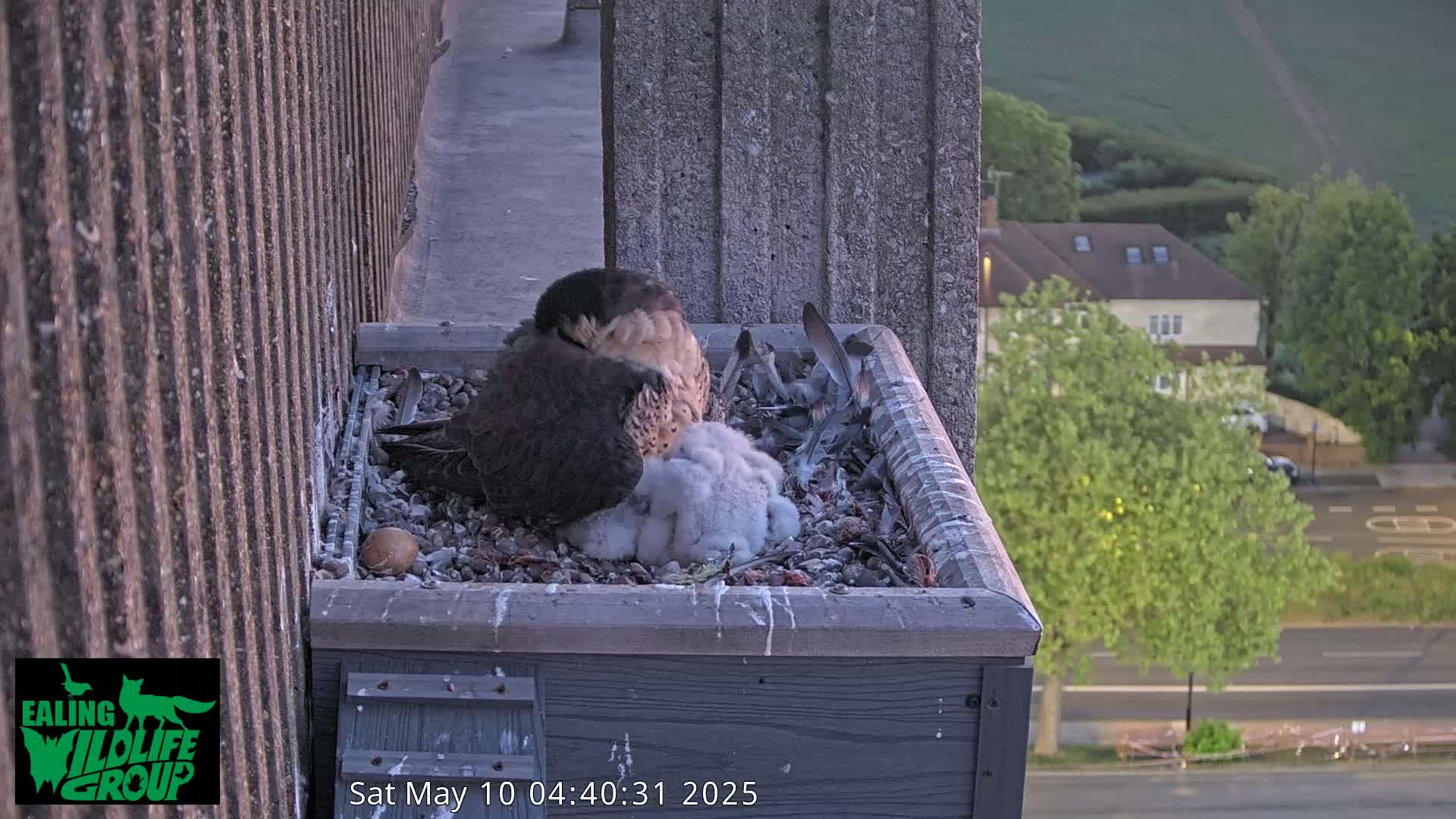 Two adult peregrine falcons are nestled with several fluffy chicks in a gray box on a building's ledge, overlooking a residential street at dusk.