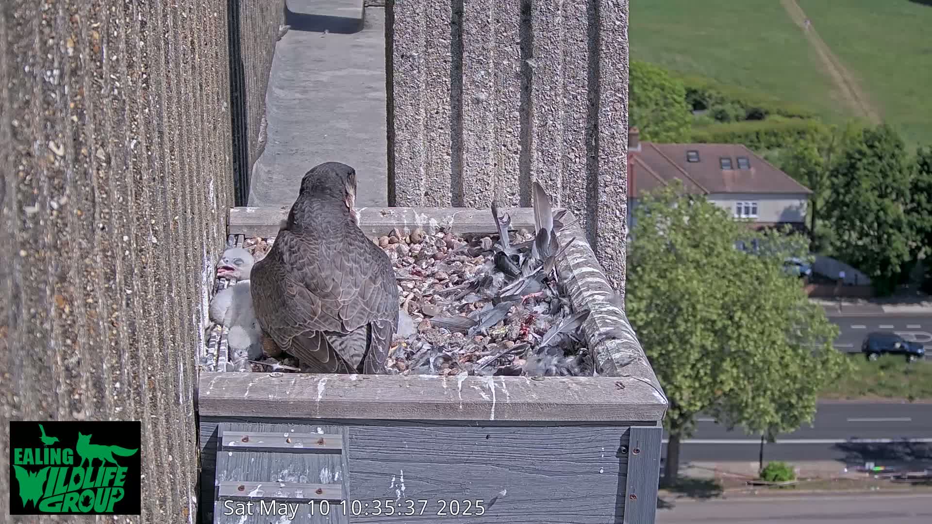 A peregrine falcon sits in a nest box on a building overlooking a sunny street and green hillside.