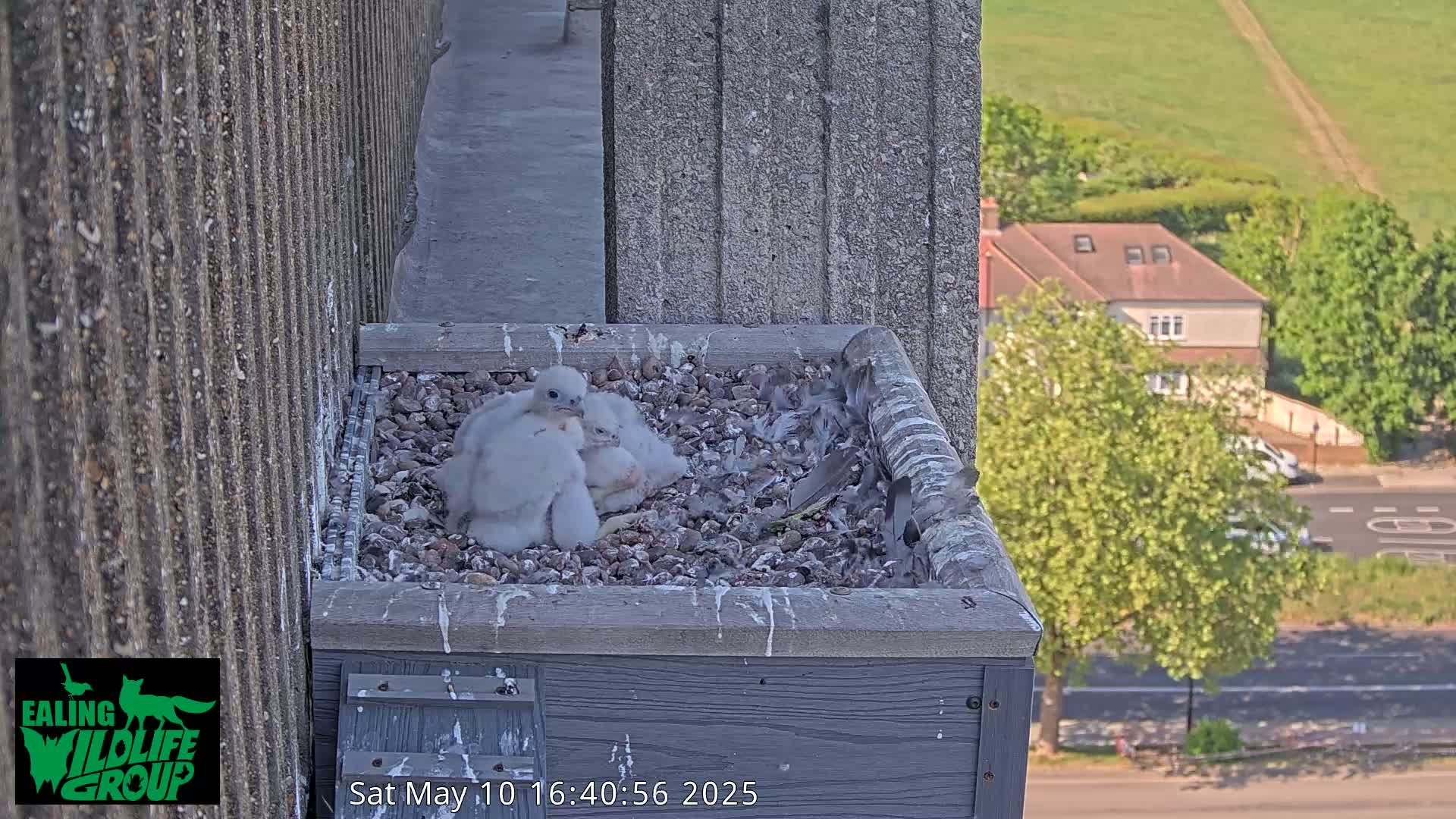 Three falcon chicks huddle together in a nest box mounted on a building overlooking a street and a grassy hill on a sunny day.