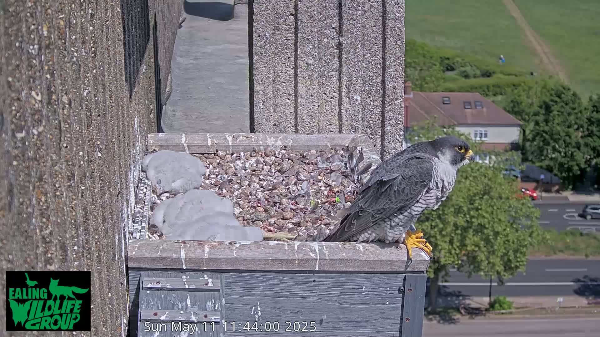 A peregrine falcon sits on a ledge beside a nest containing several young birds, all on a sunny day overlooking a street.