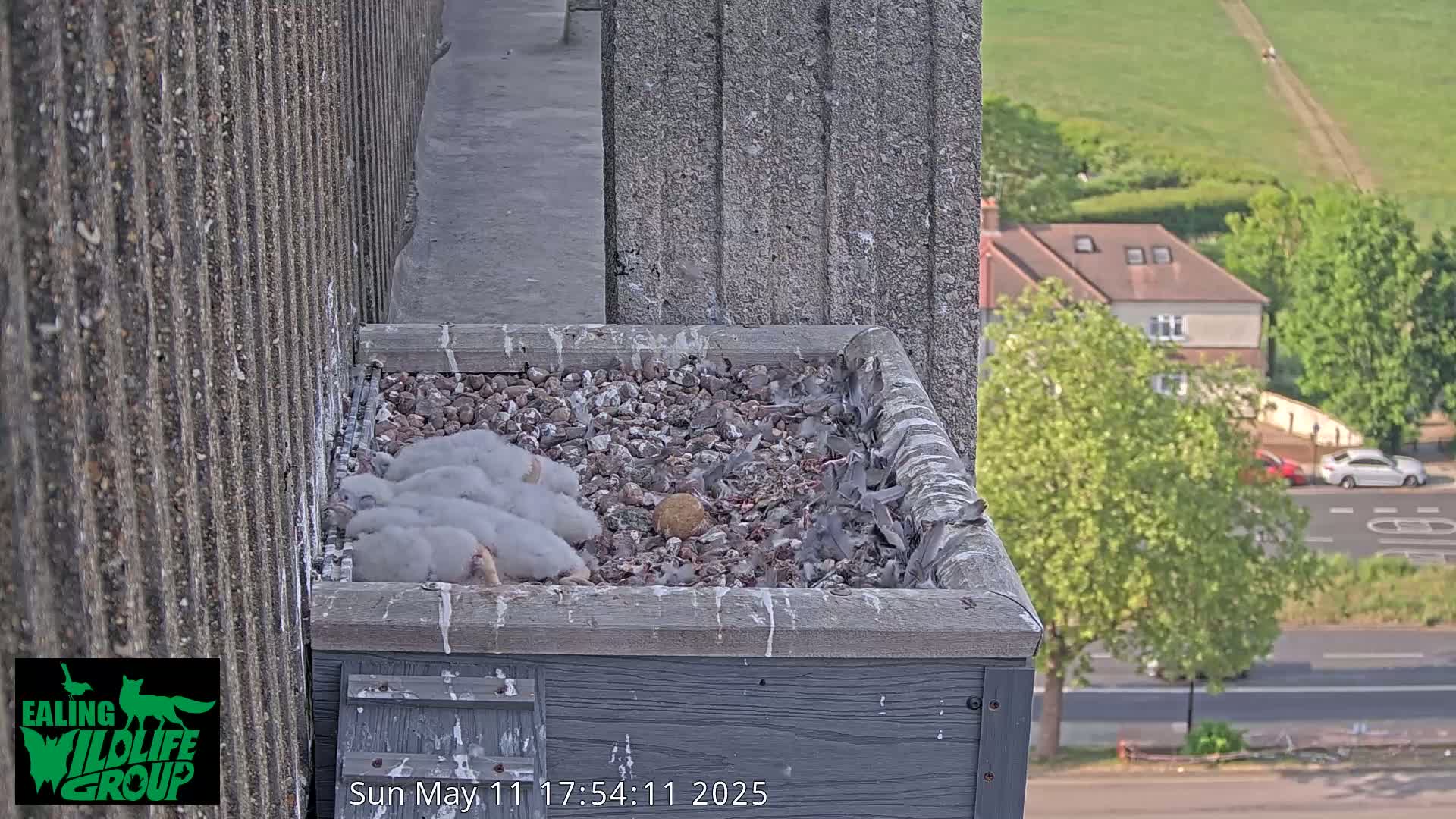 Several fluffy gray baby birds huddle together in a gray box atop a building overlooking a residential area on a sunny day.