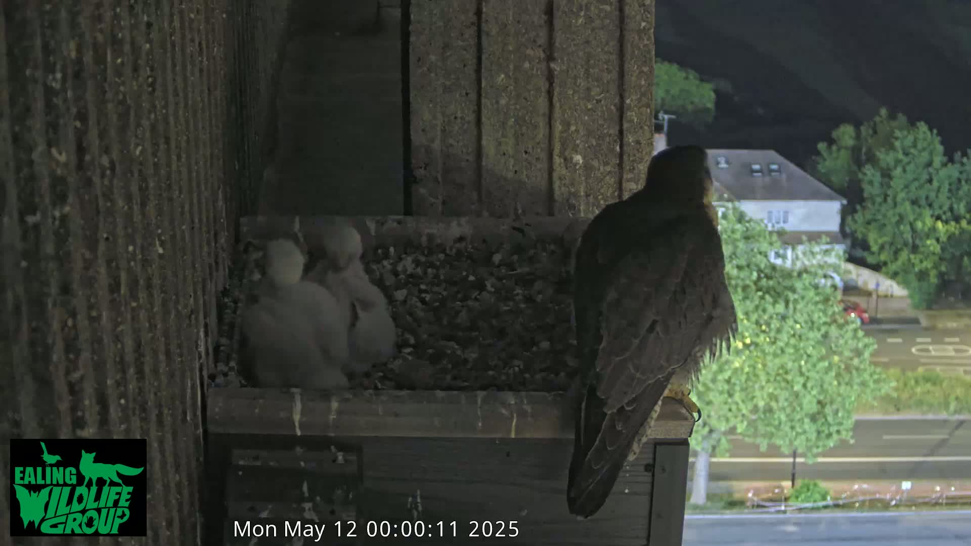 A peregrine falcon sits in a nest box at night overlooking a city street, three falcon chicks nestled beside it.