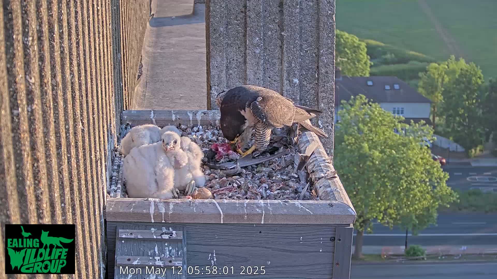 An adult falcon feeds its young in a nest box on a building rooftop overlooking a residential street on a sunny day.