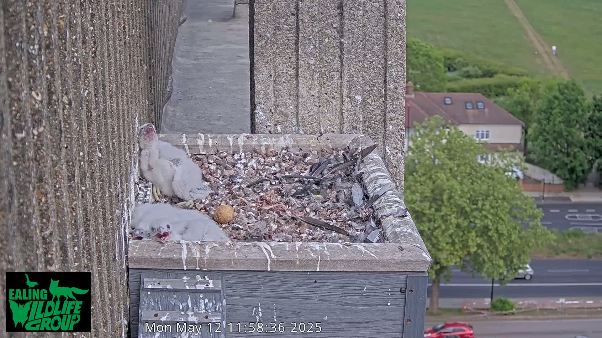 Two fluffy white baby birds are nestled in a nest atop a building overlooking a city street on a partly cloudy day.