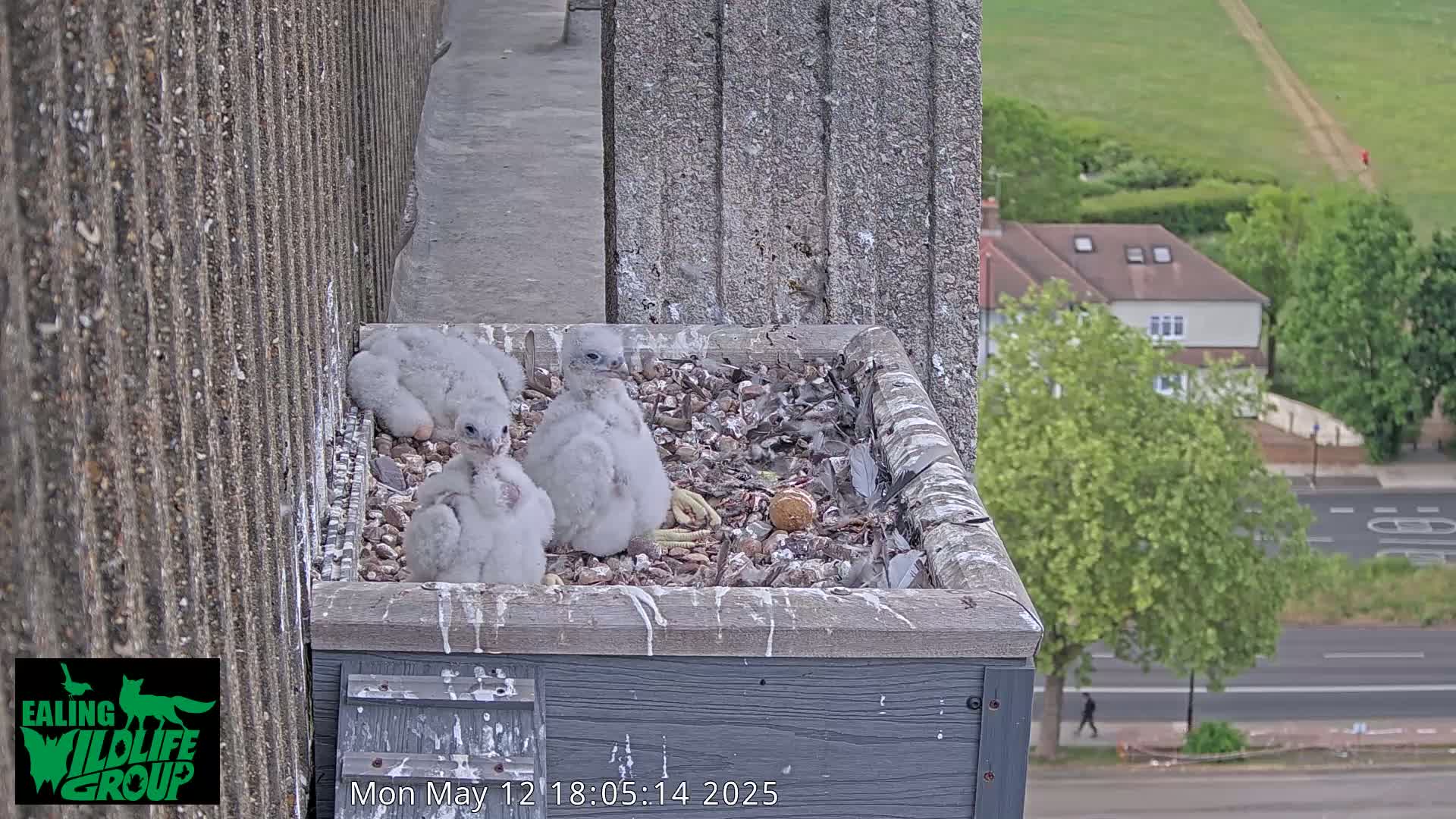 Three fluffy, light gray falcon chicks huddle together in a nest box on a building overlooking a street and green space on a partly sunny day.