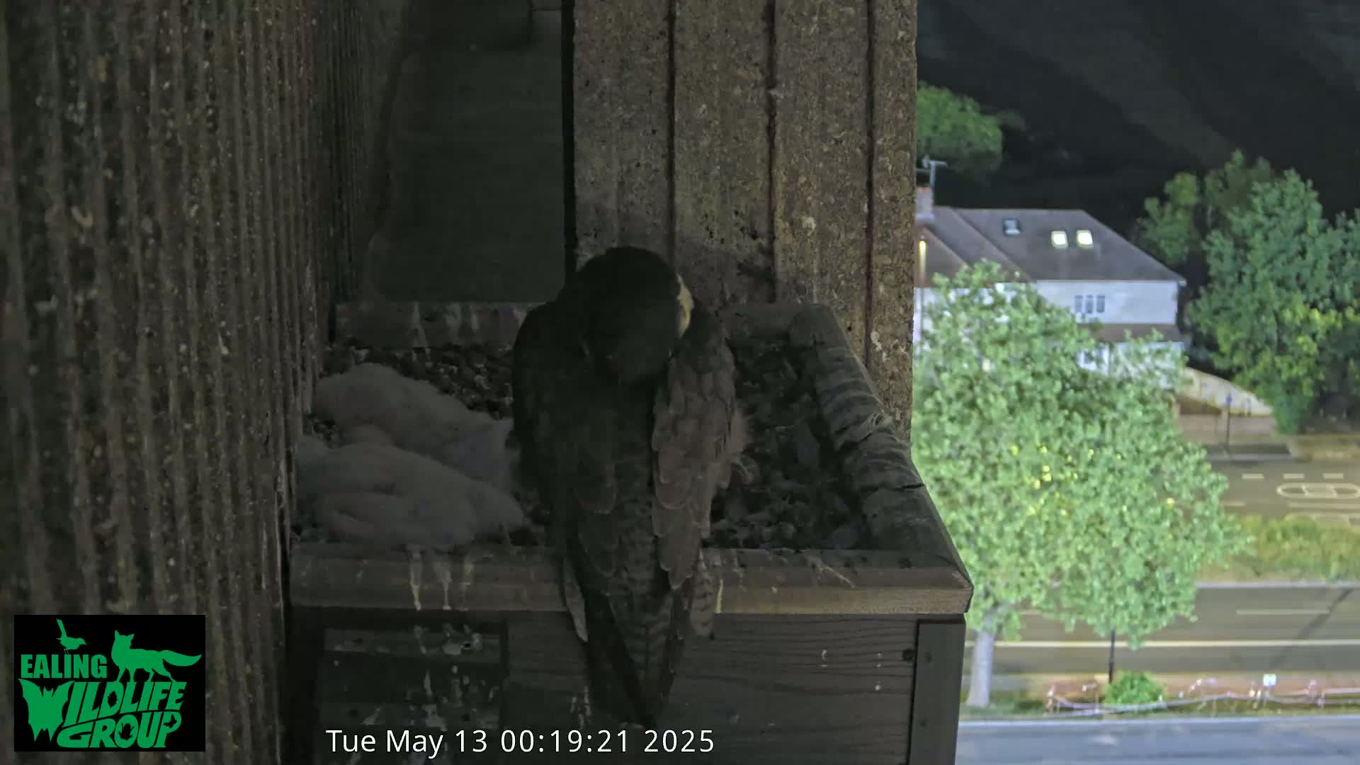 A dark-colored bird sits on a nest with several smaller birds, at night, overlooking a street with cars and trees.