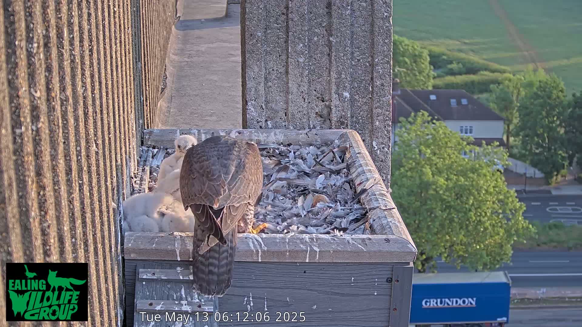 Ealing A4020/ Uxbridge Rd & Ealing’s Peregrine Falcons Life Live Cam - Ealing, London, England, United Kingdom