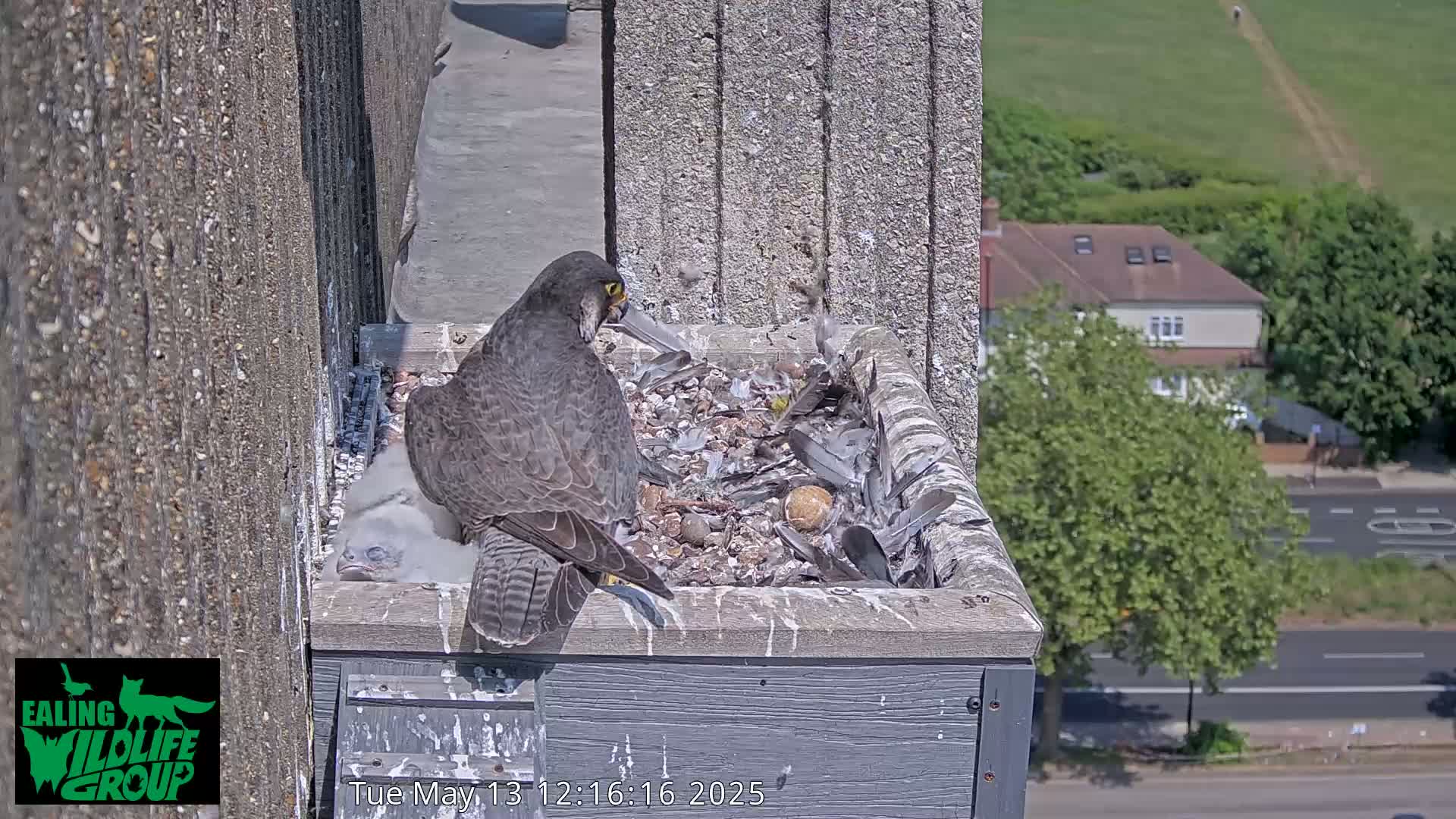 A peregrine falcon sits in a nest on a building overlooking a sunny street.