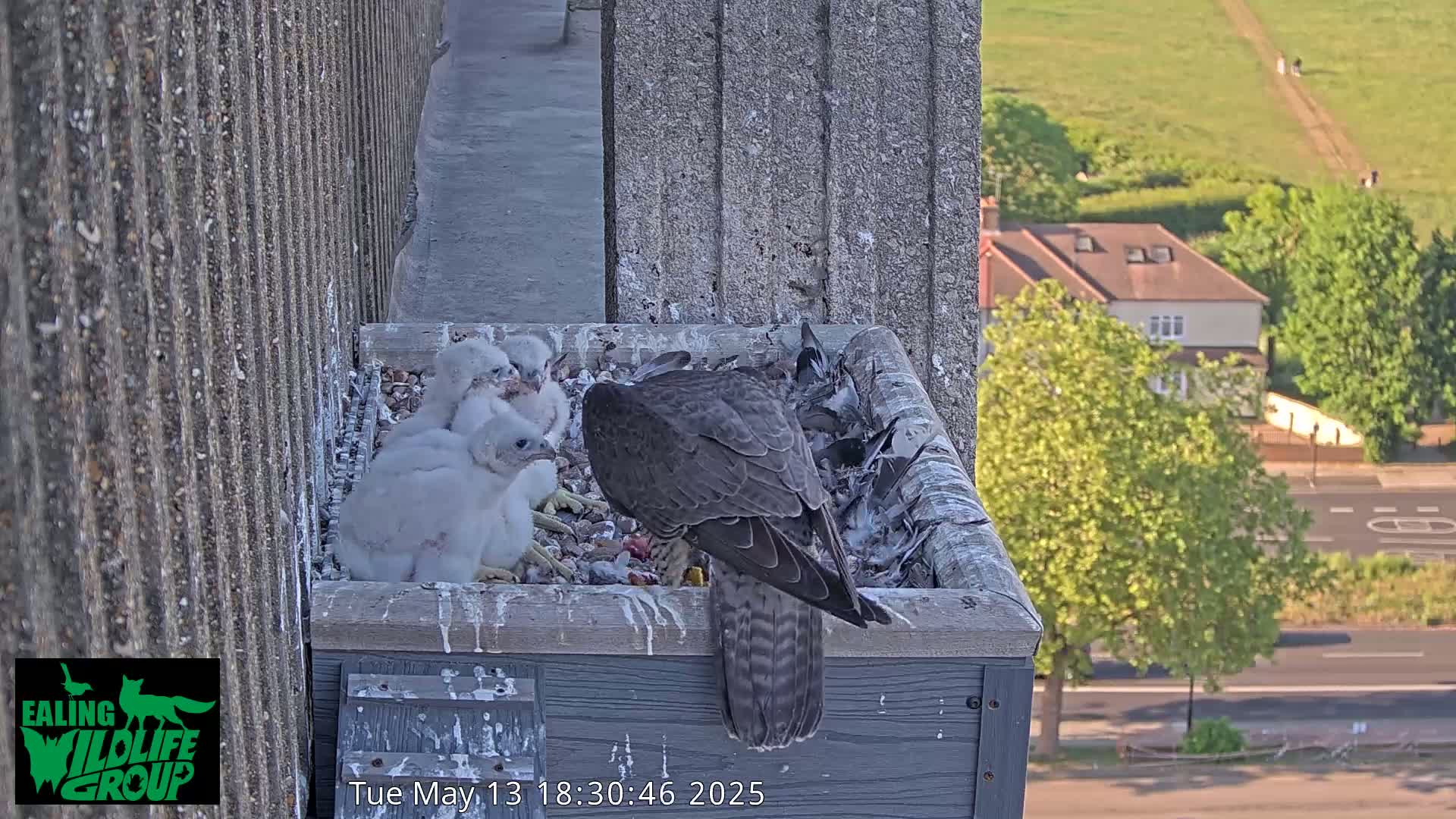 A peregrine falcon feeds its three fluffy chicks in a nest box on a building overlooking a sunny residential street.
