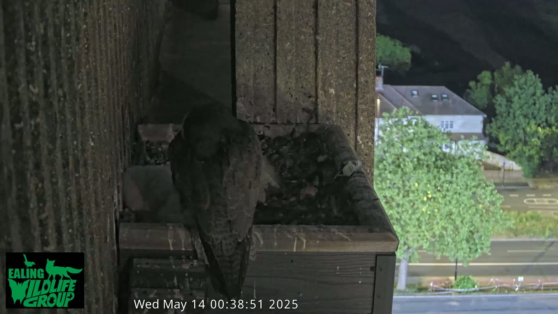 Ealing A4020/ Uxbridge Rd & Ealing’s Peregrine Falcons Life Live Cam - Ealing, London, England, United Kingdom