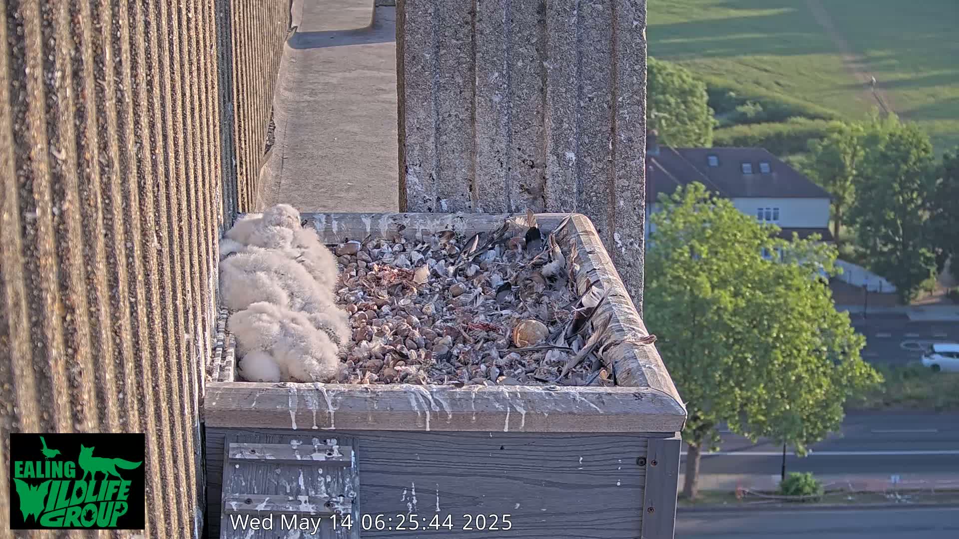 Ealing A4020/ Uxbridge Rd & Ealing’s Peregrine Falcons Life Live Cam - Ealing, London, England, United Kingdom