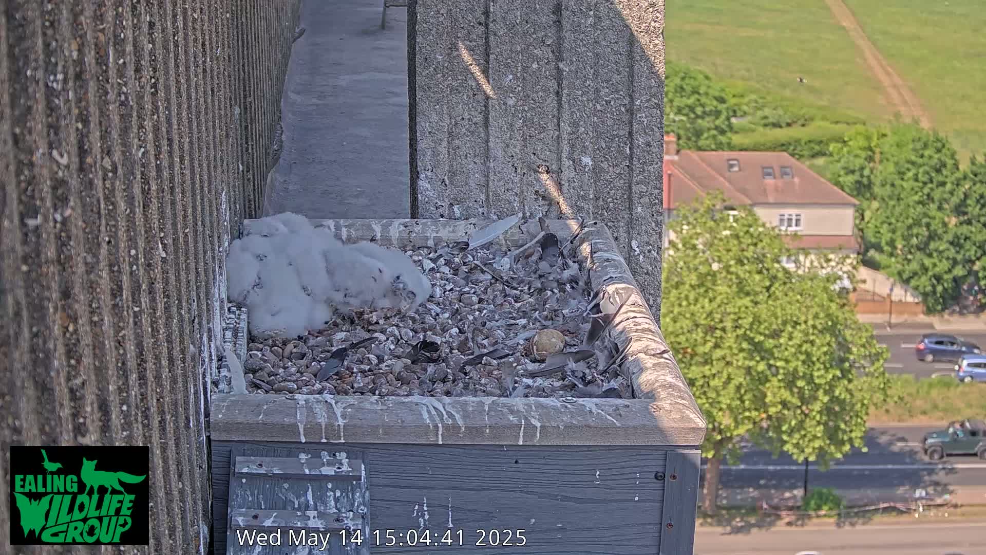 Several fluffy white birds are nestled in a gray box on a building's ledge overlooking a sunny street and grassy hill.