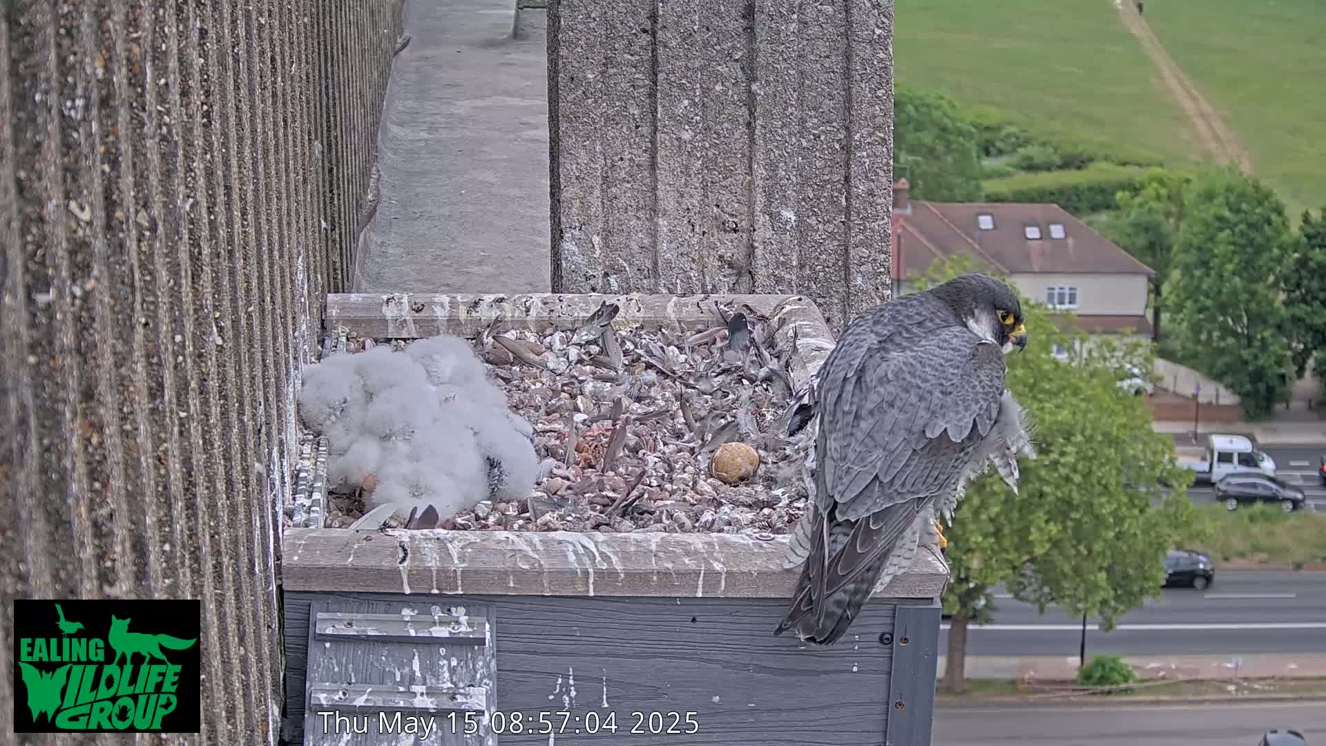 A peregrine falcon sits on the edge of a nest box containing several young birds, overlooking a city street on an overcast day.