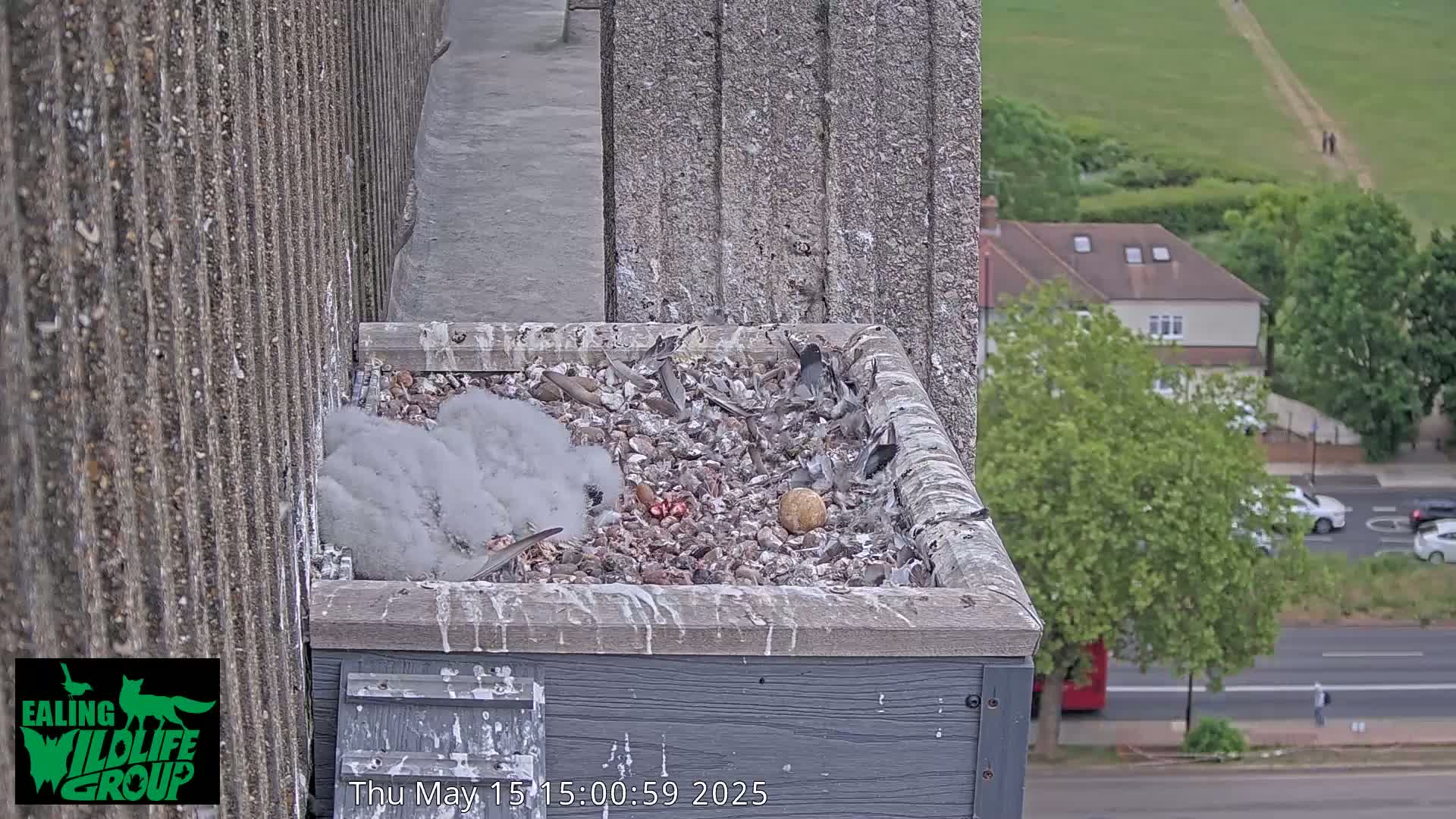 A bird's nest containing several small birds and eggs sits on a ledge of a tall, grey building overlooking a street and a grassy hill on an overcast day.