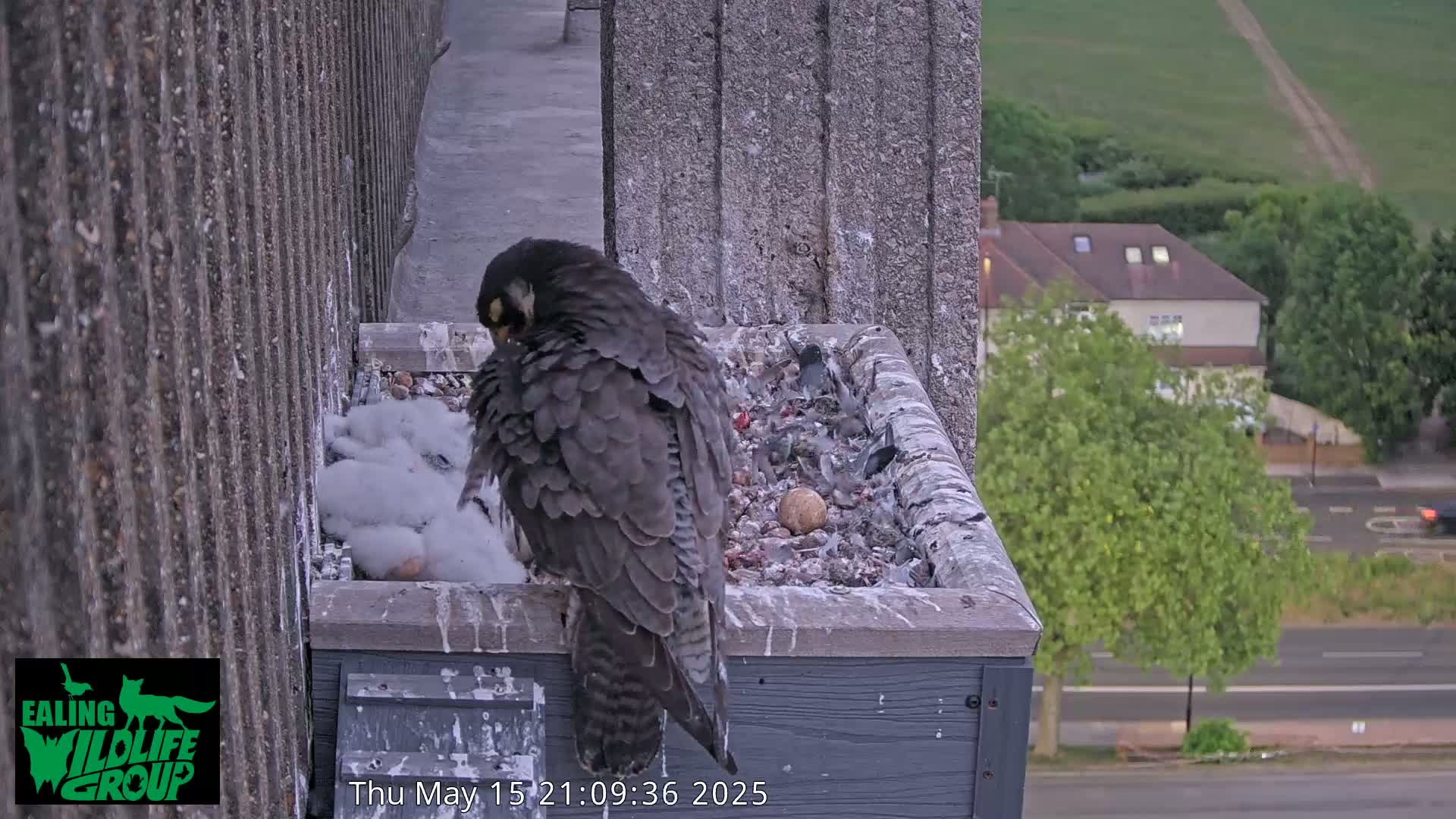A peregrine falcon sits in a box-like nest on a building overlooking a street, tending to its young.