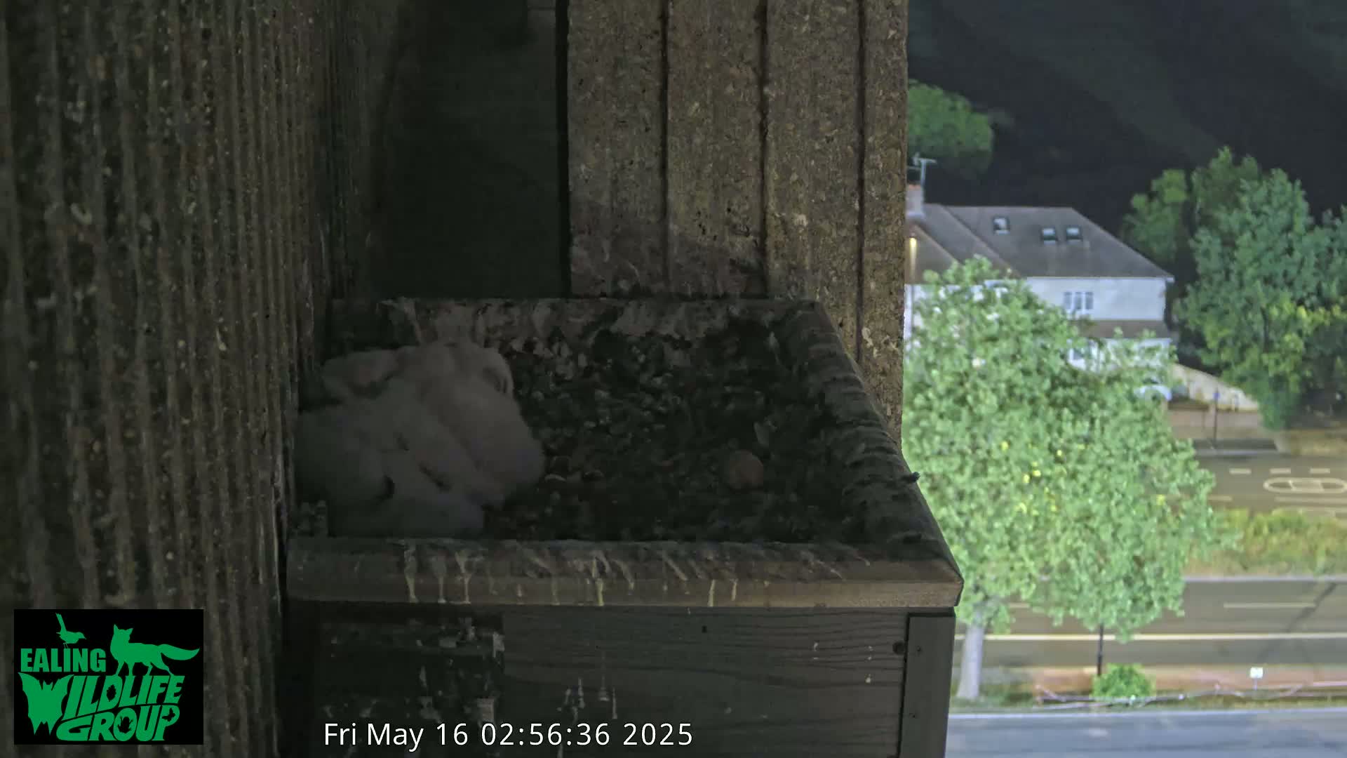 Ealing A4020/ Uxbridge Rd & Ealing’s Peregrine Falcons Life Live Cam - Ealing, London, England, United Kingdom