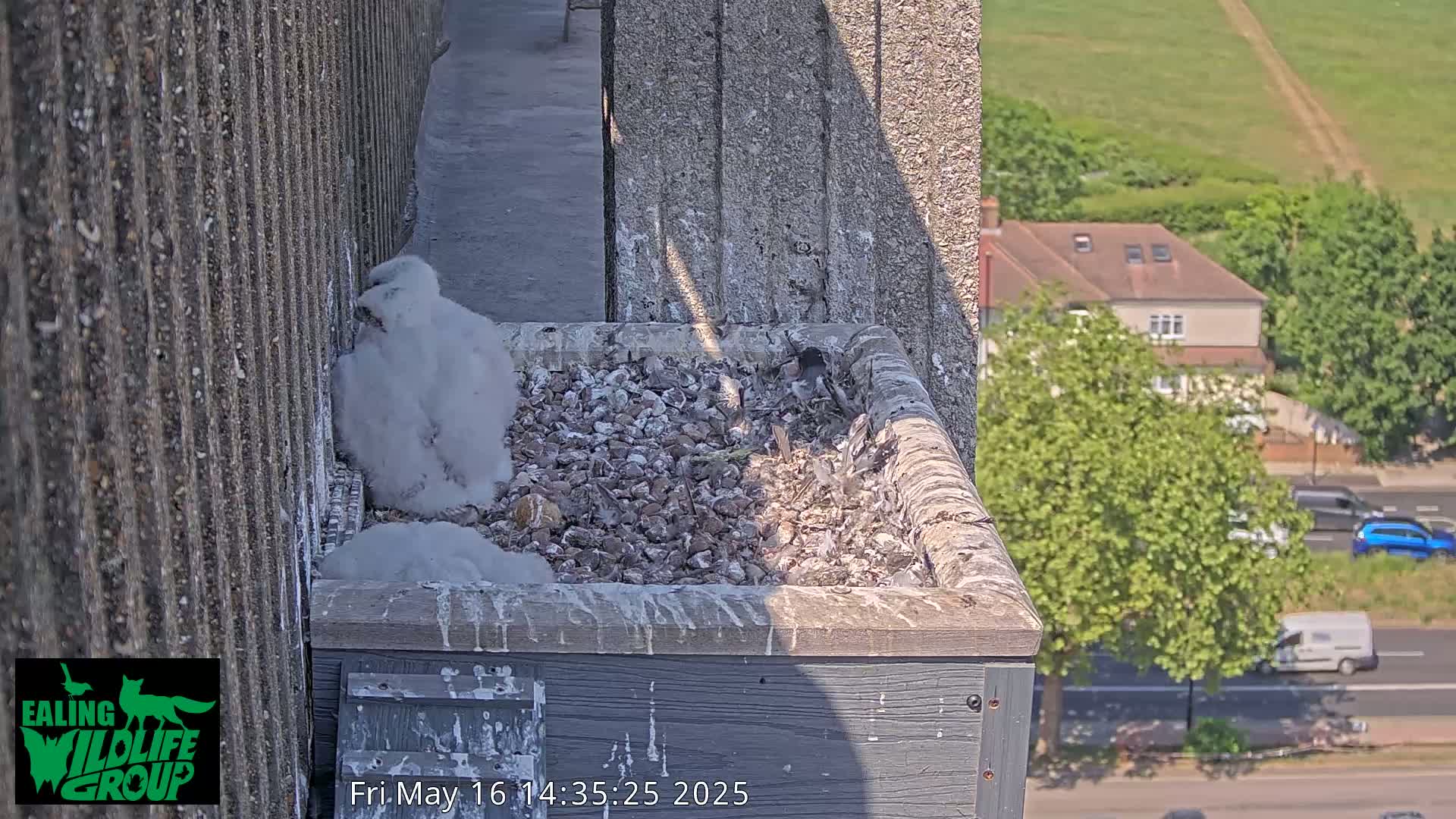 Two fluffy white birds sit in a gray nesting box on a building's exterior, overlooking a sunny street with cars and houses.