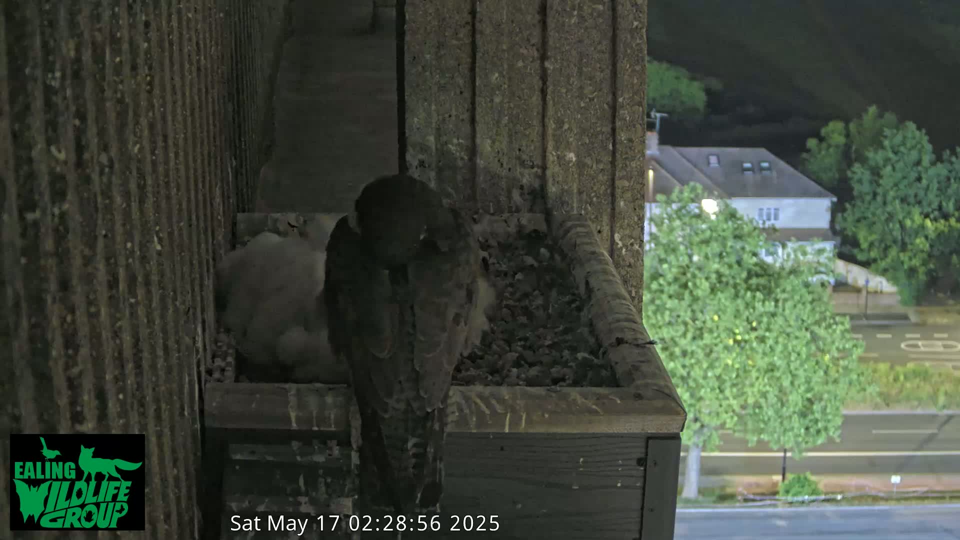 Ealing A4020/ Uxbridge Rd & Ealing’s Peregrine Falcons Life Live Cam - Ealing, London, England, United Kingdom