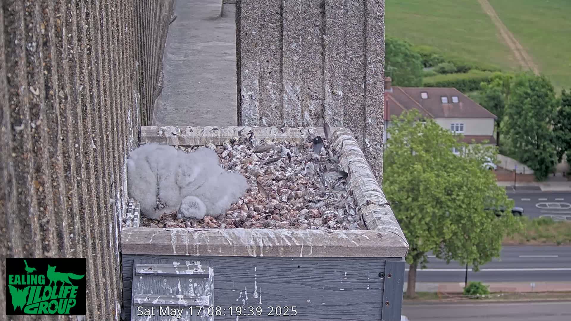 A nest containing several fluffy gray birds sits atop a building overlooking a street and houses on a partly cloudy day.