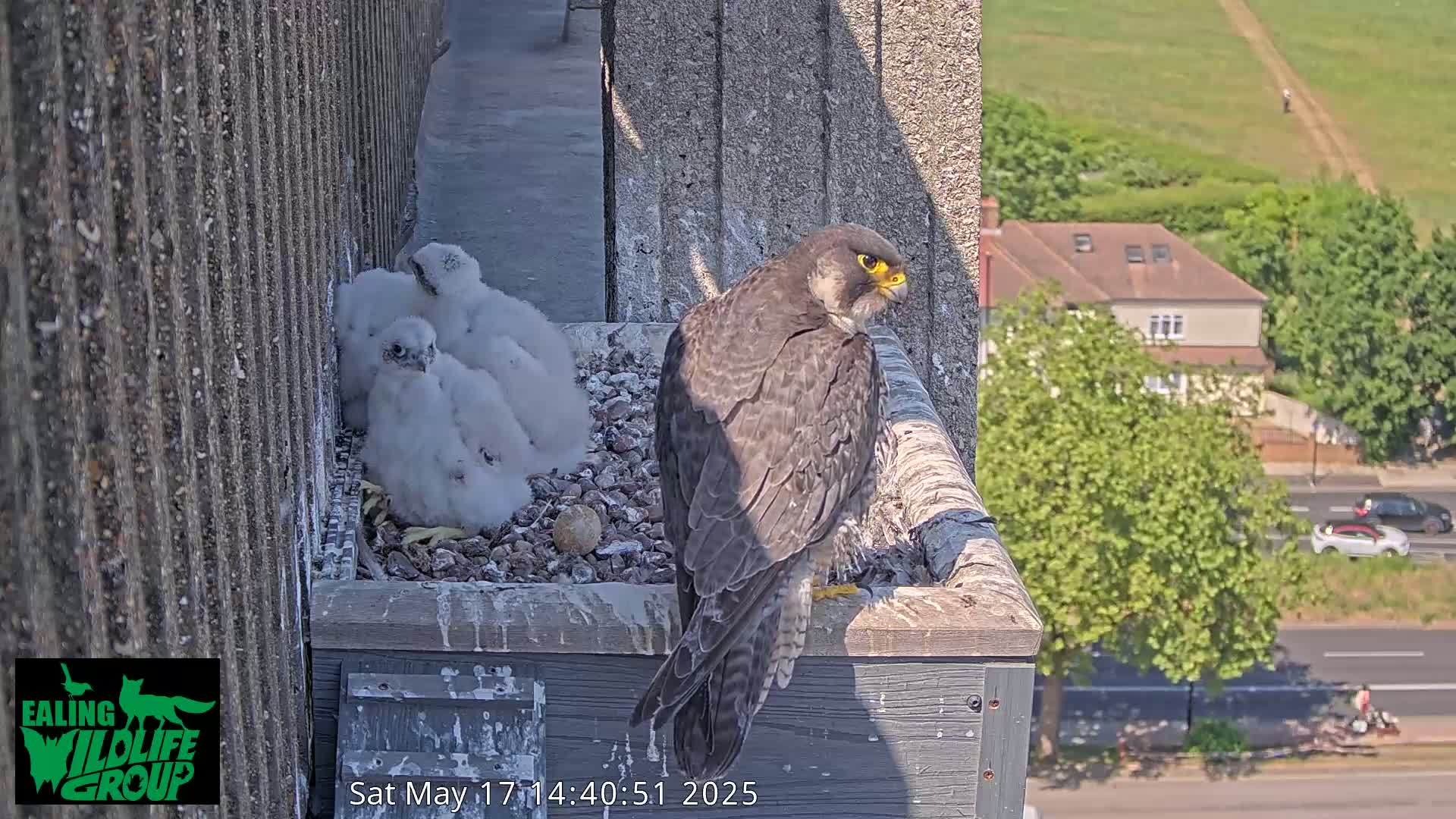 A peregrine falcon sits on a ledge next to a nest containing several white falcon chicks and a single egg, overlooking a sunny cityscape.