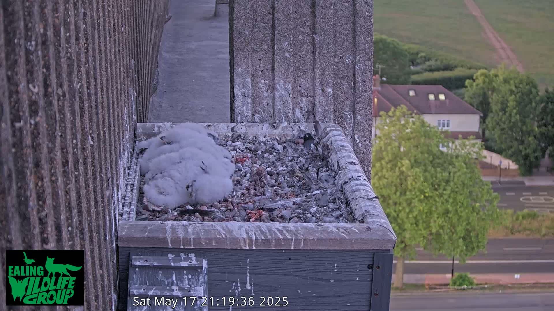 Ealing A4020/ Uxbridge Rd & Ealing’s Peregrine Falcons Life Live Cam - Ealing, London, England, United Kingdom