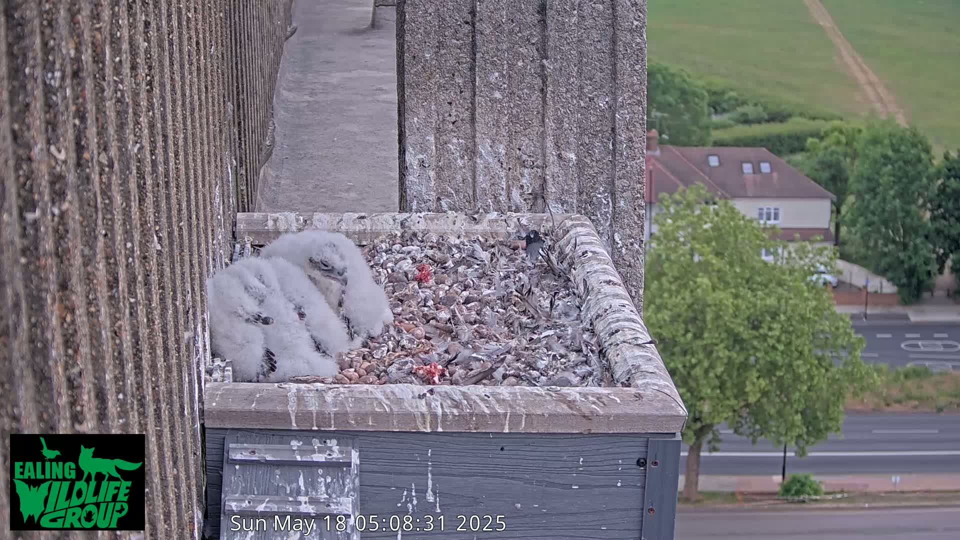 Ealing A4020/ Uxbridge Rd & Ealing’s Peregrine Falcons Life Live Cam - Ealing, London, England, United Kingdom