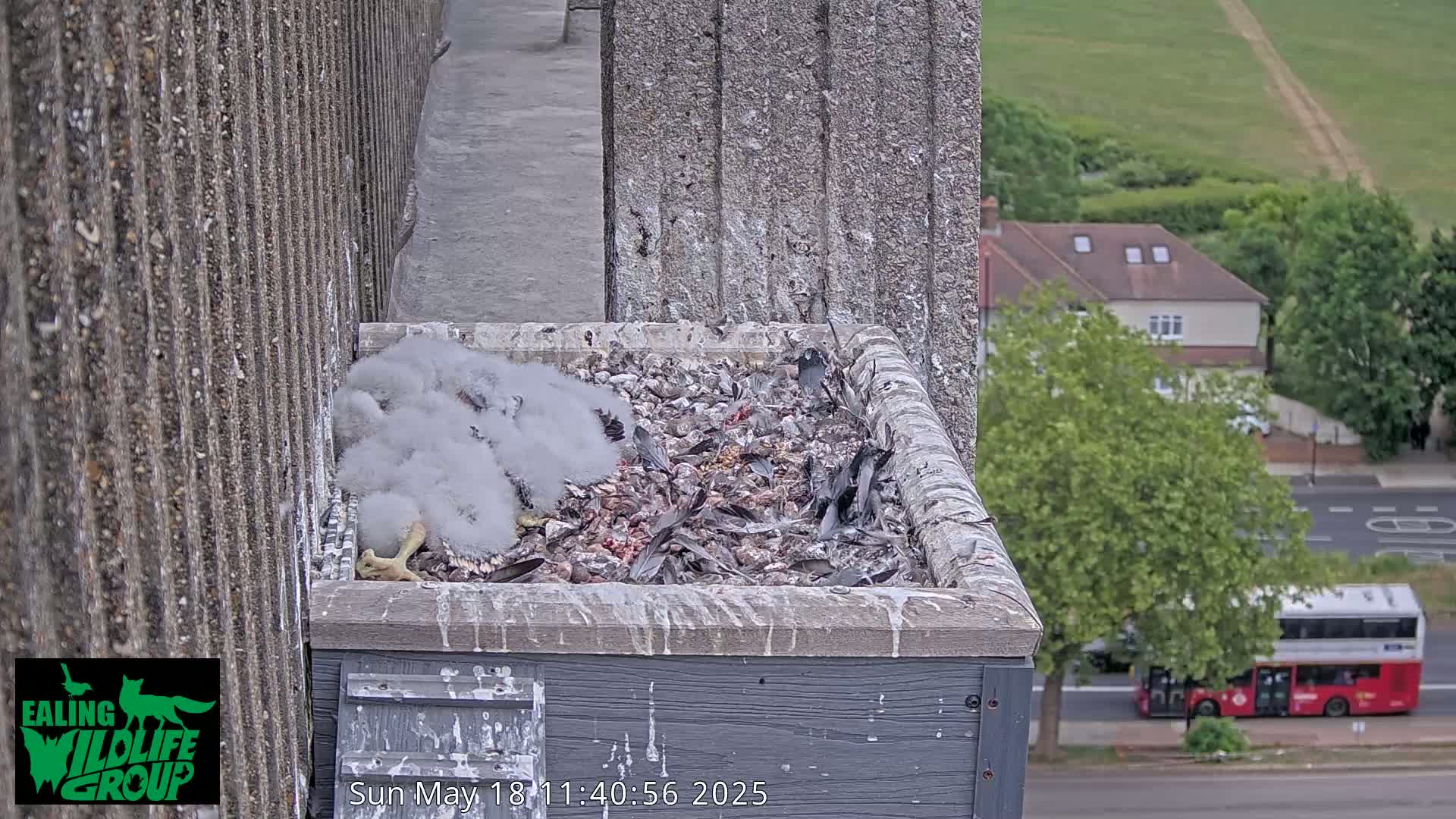 A nest containing several fluffy baby birds sits on a building ledge overlooking a city street with a double-decker bus visible in the distance, under an overcast sky.