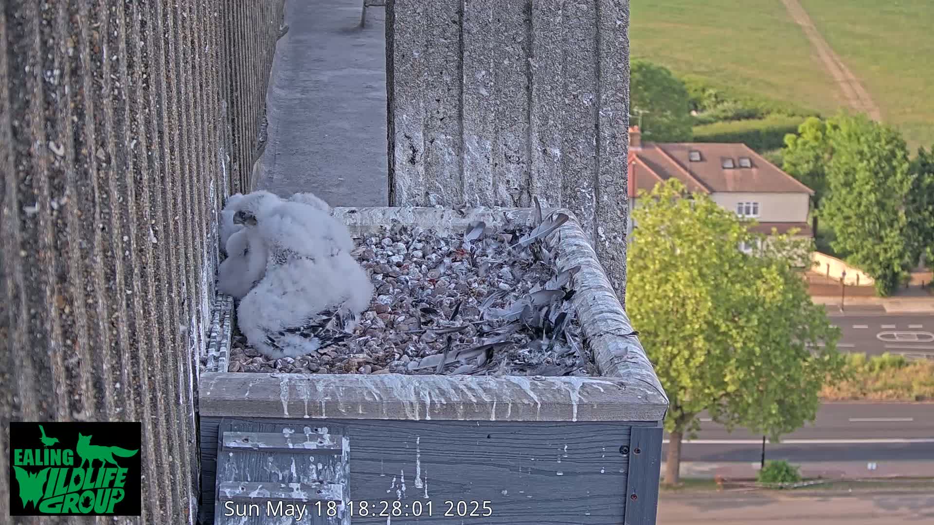 A fluffy, white falcon chick sits in a nest box on a building overlooking a street and green field.