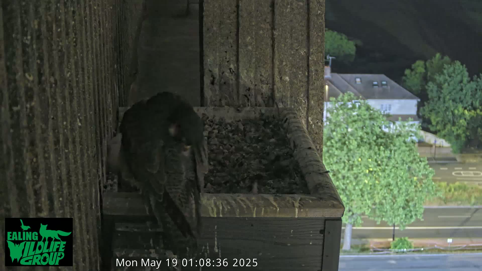 Ealing A4020/ Uxbridge Rd & Ealing’s Peregrine Falcons Life Live Cam - Ealing, London, England, United Kingdom